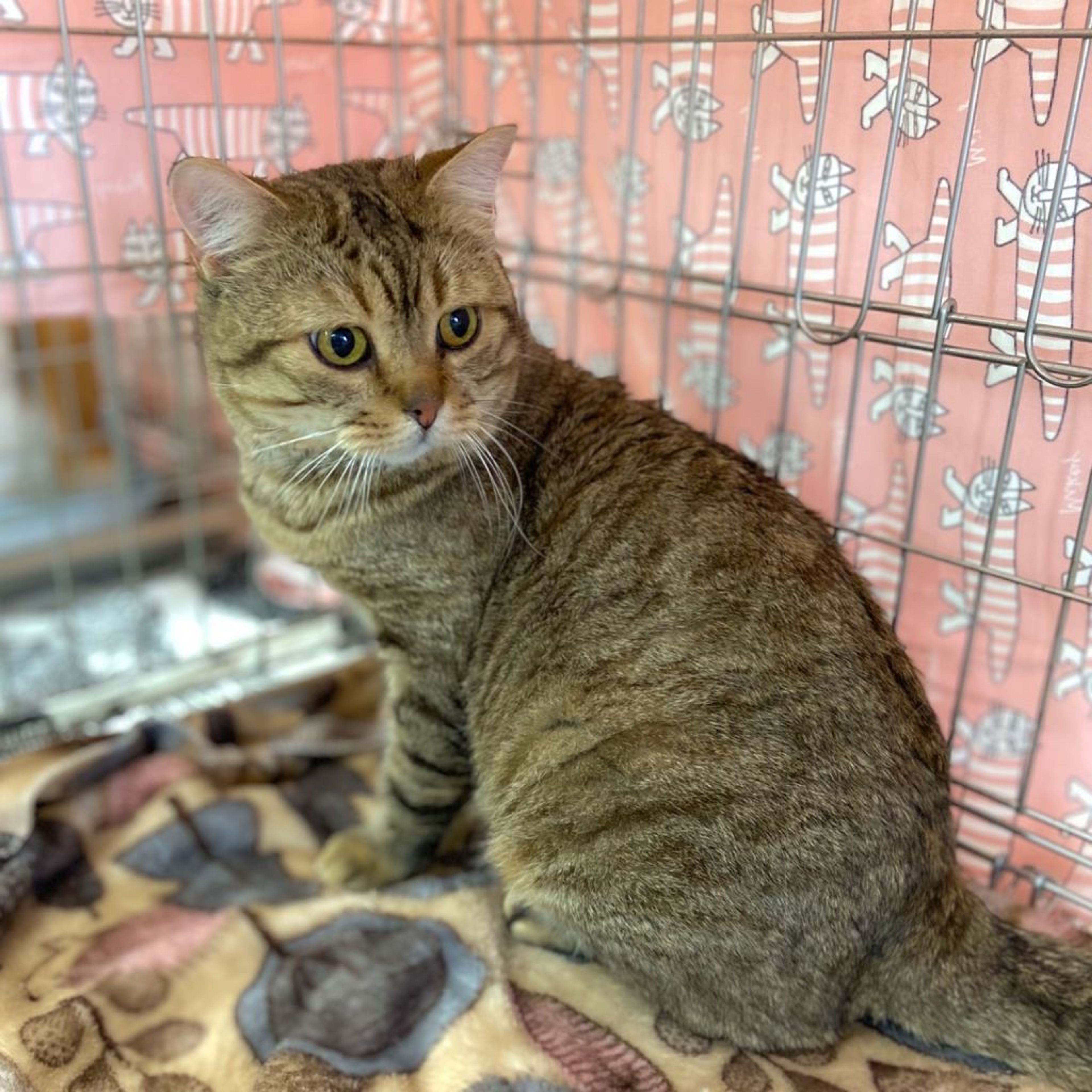 pet-image-3