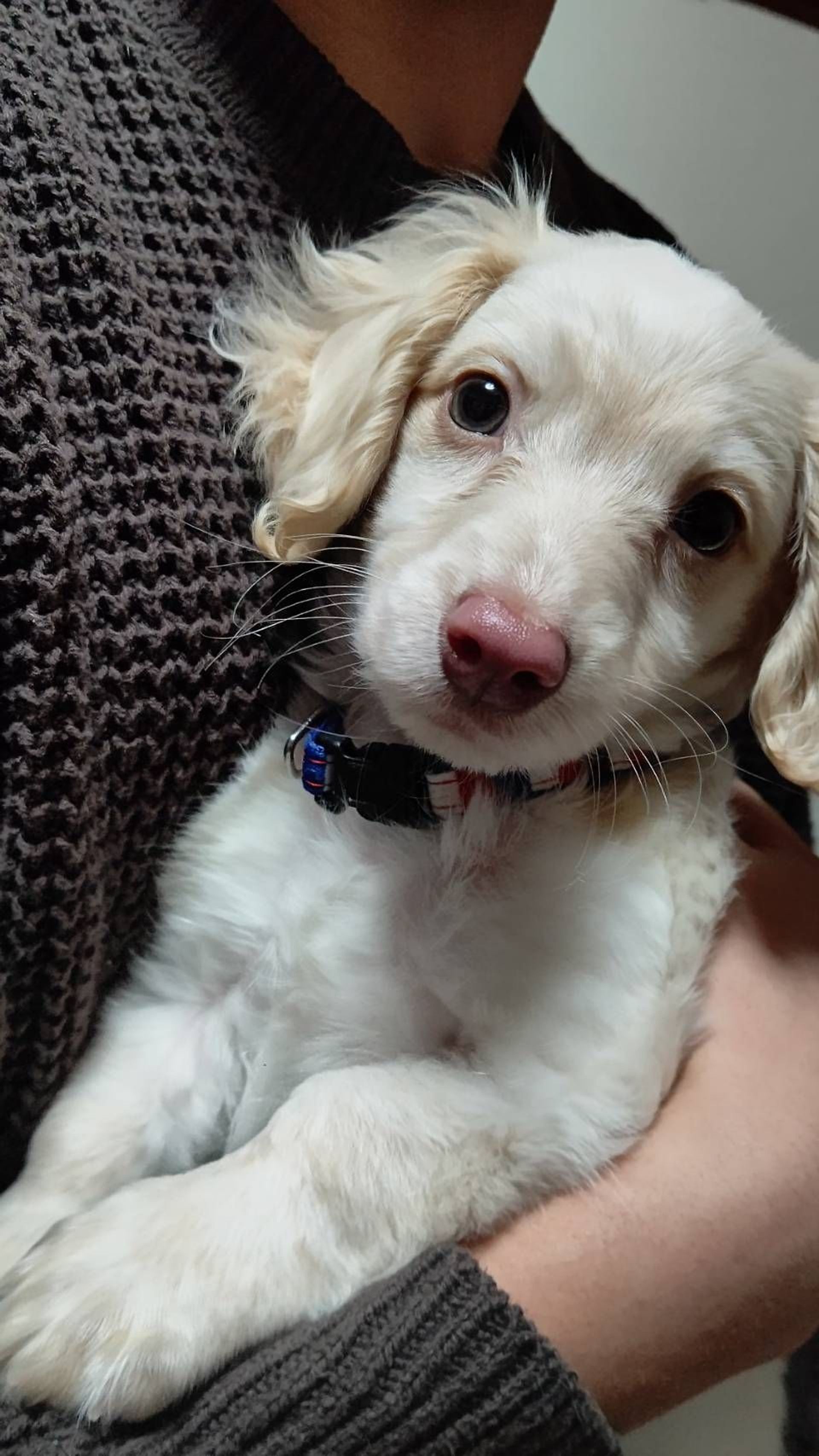 雑種（ミックス犬）・オスの里親募集の写真
