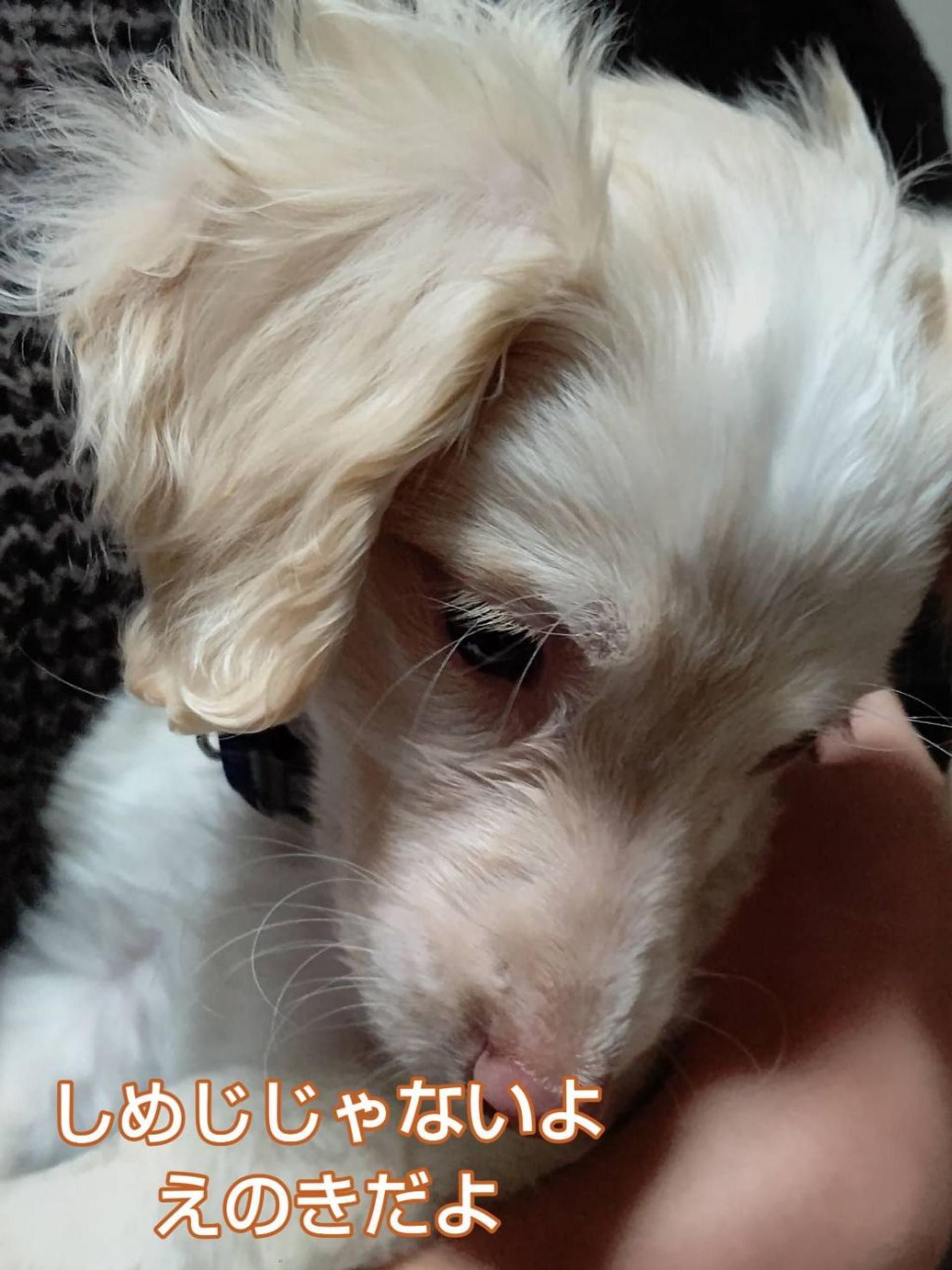 pet-image-3