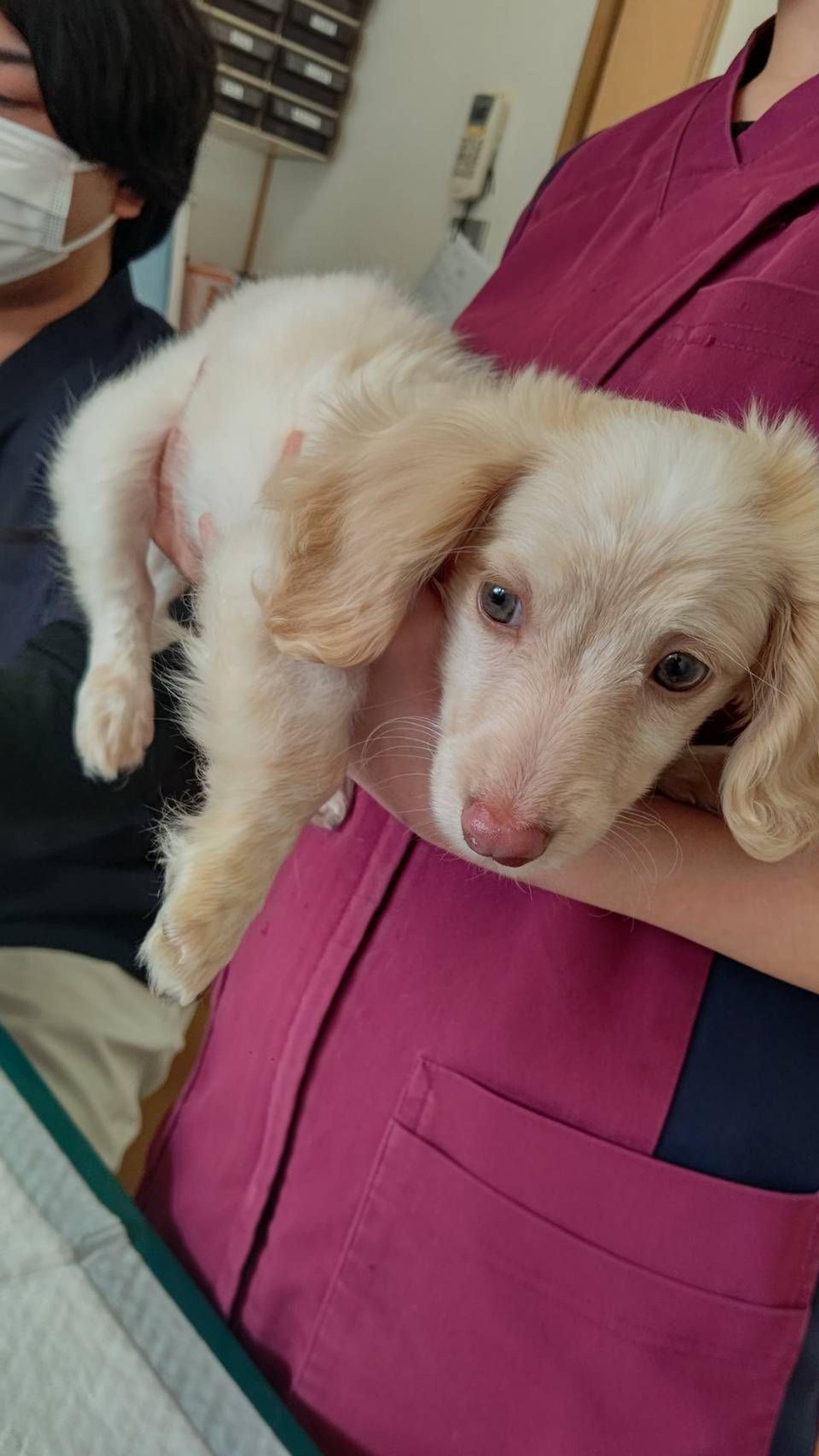 pet-image-4