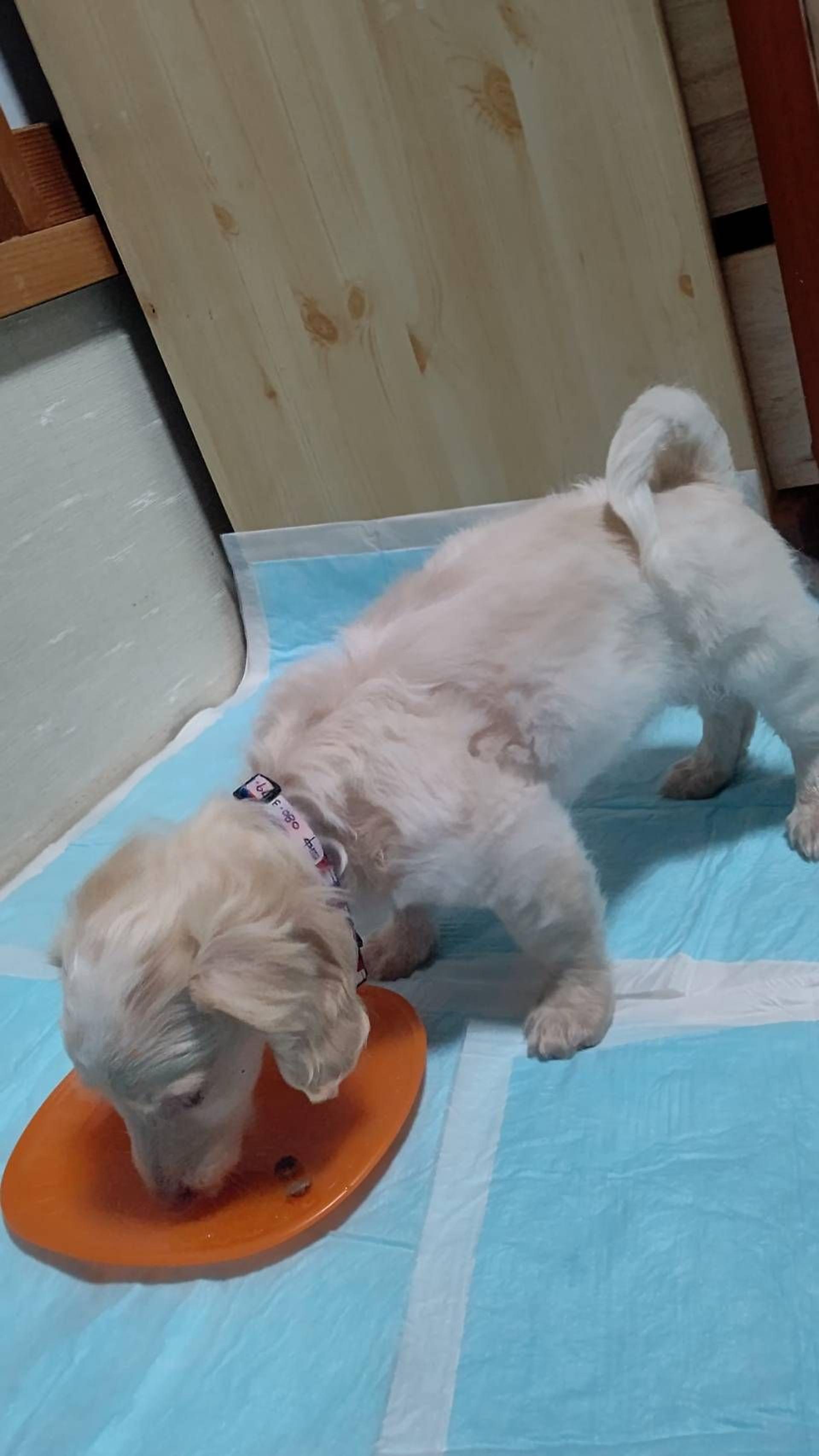 pet-image-6
