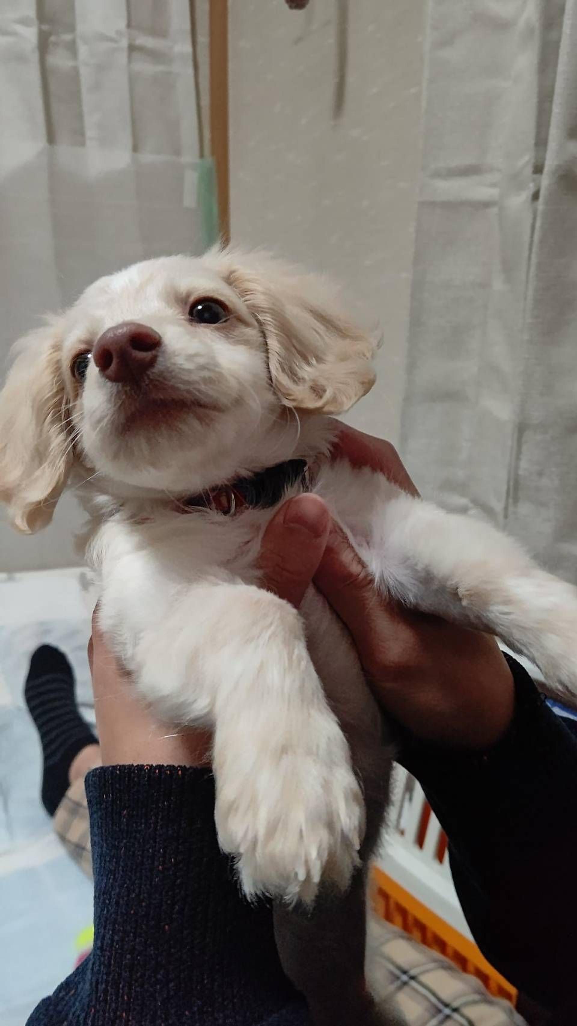 pet-image-7