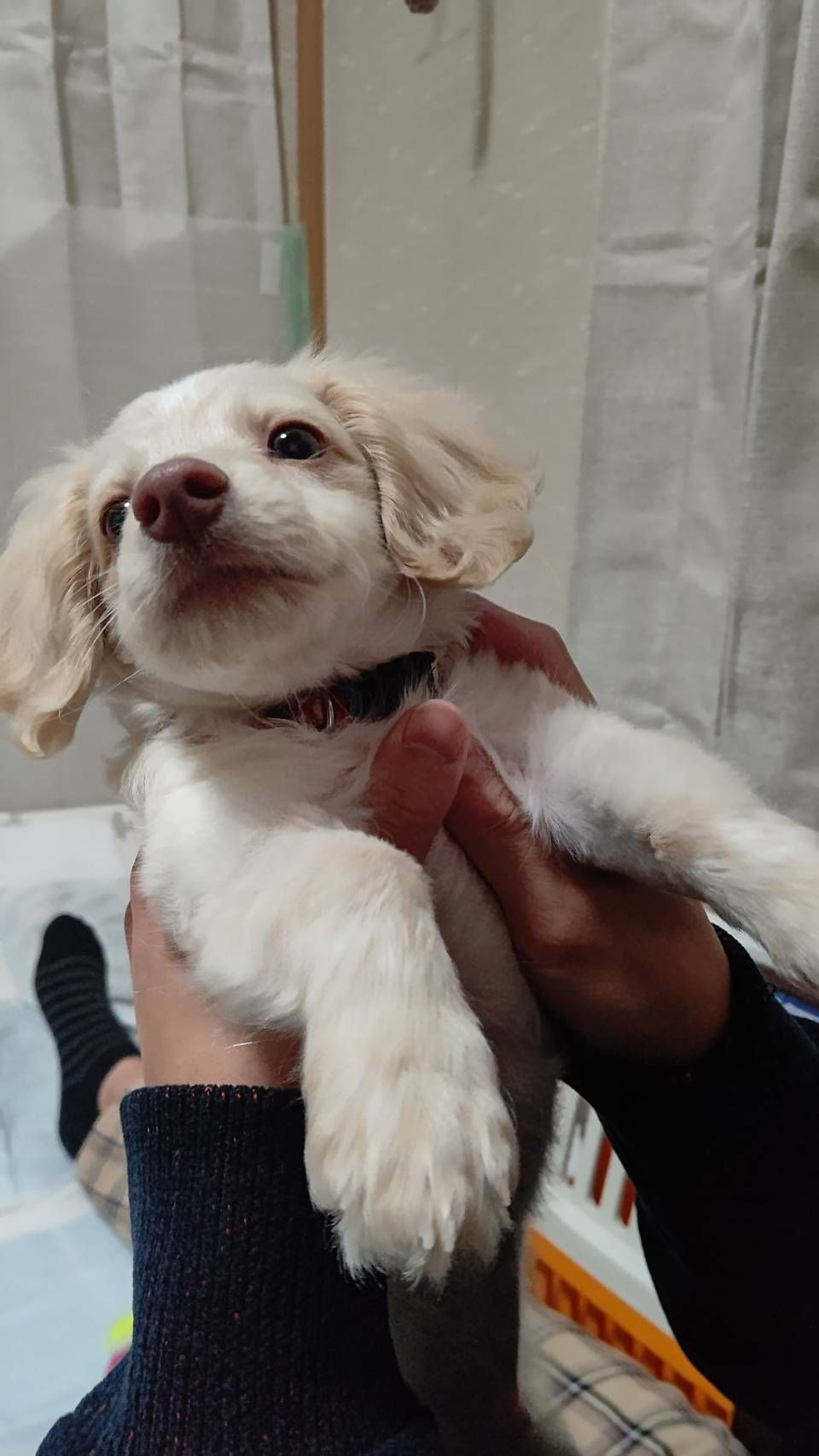 pet-image-7