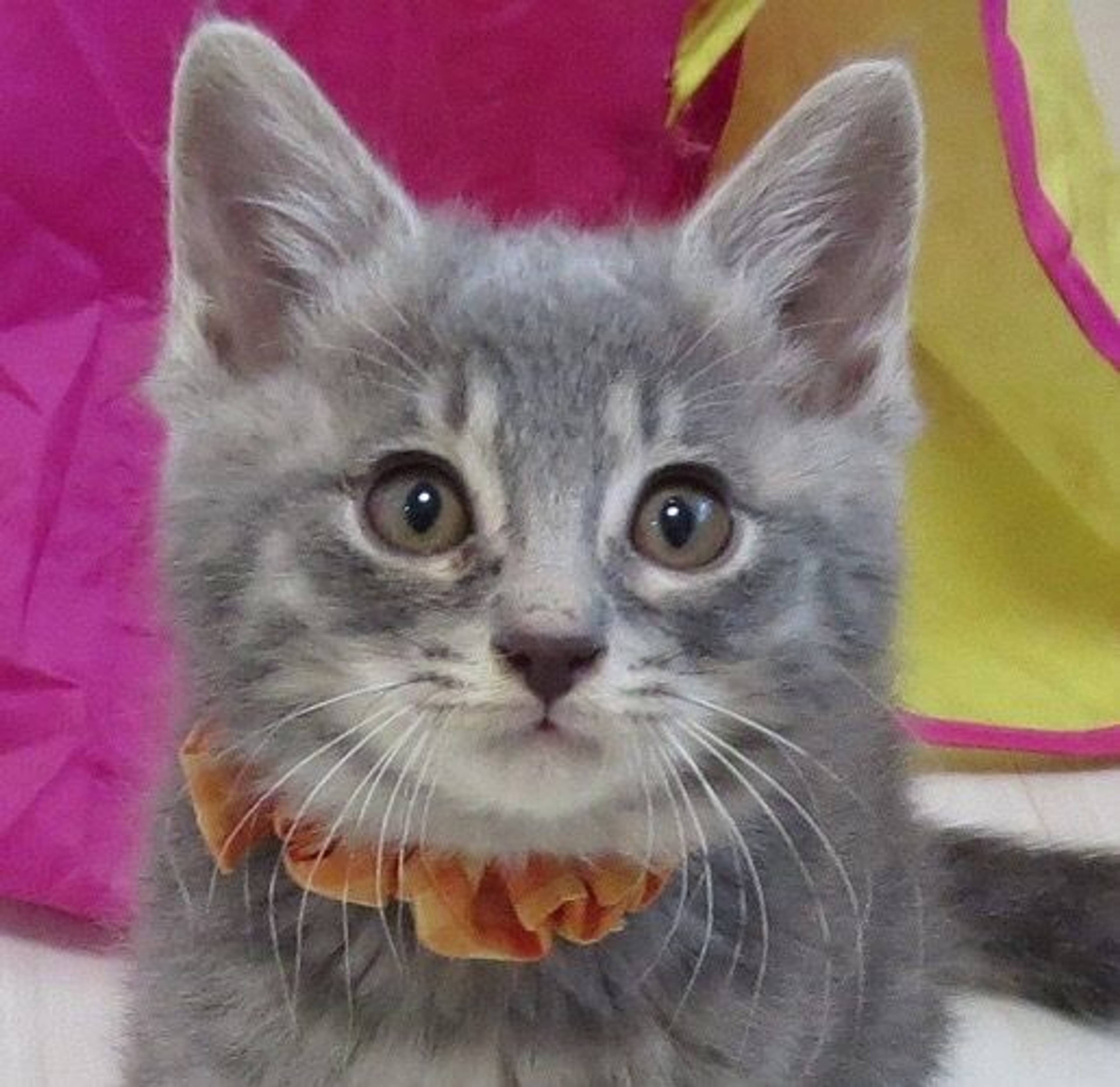 雑種（ミックス猫）・オスの里親募集の写真