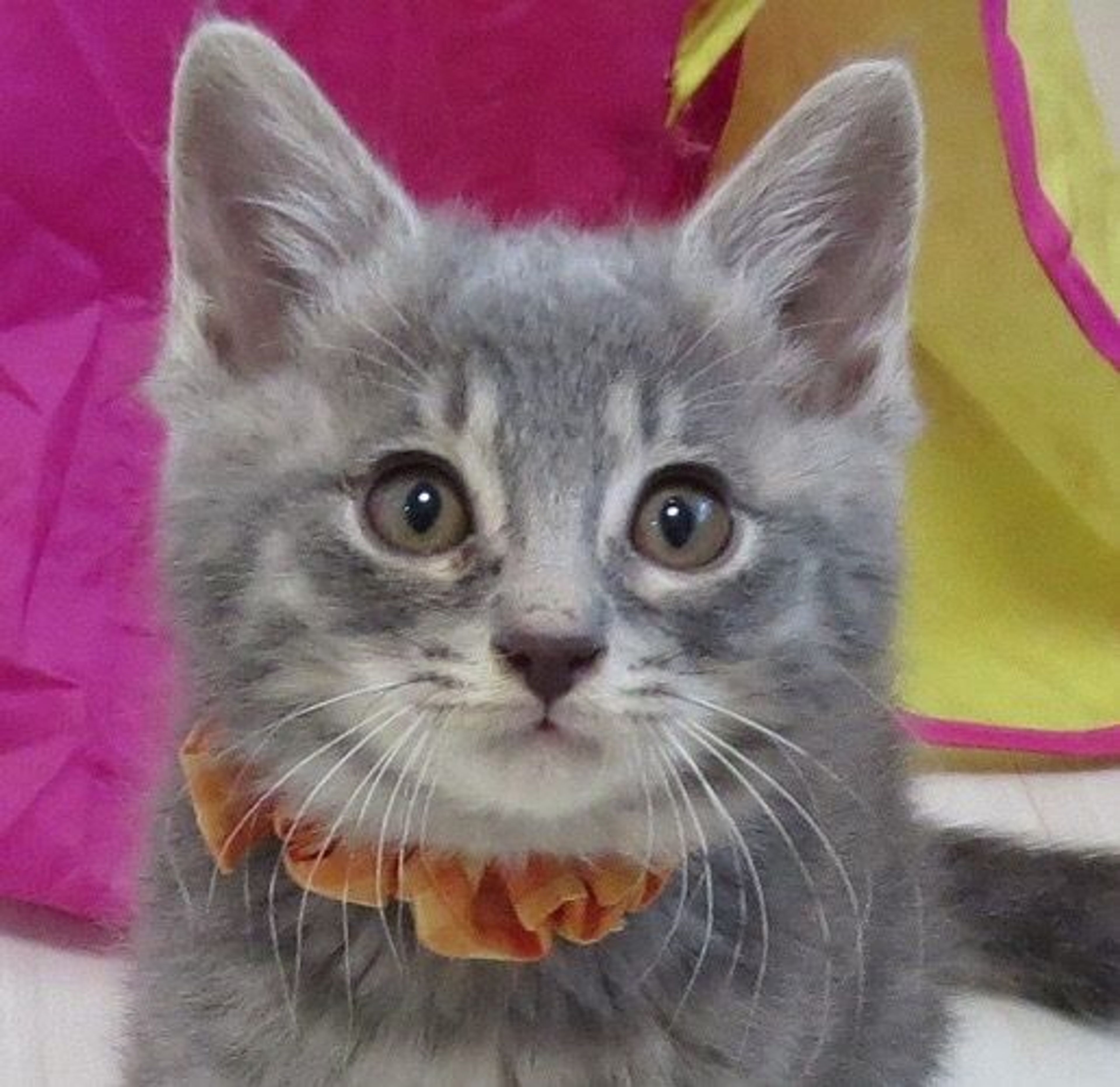 雑種（ミックス猫）・オスの里親募集の写真