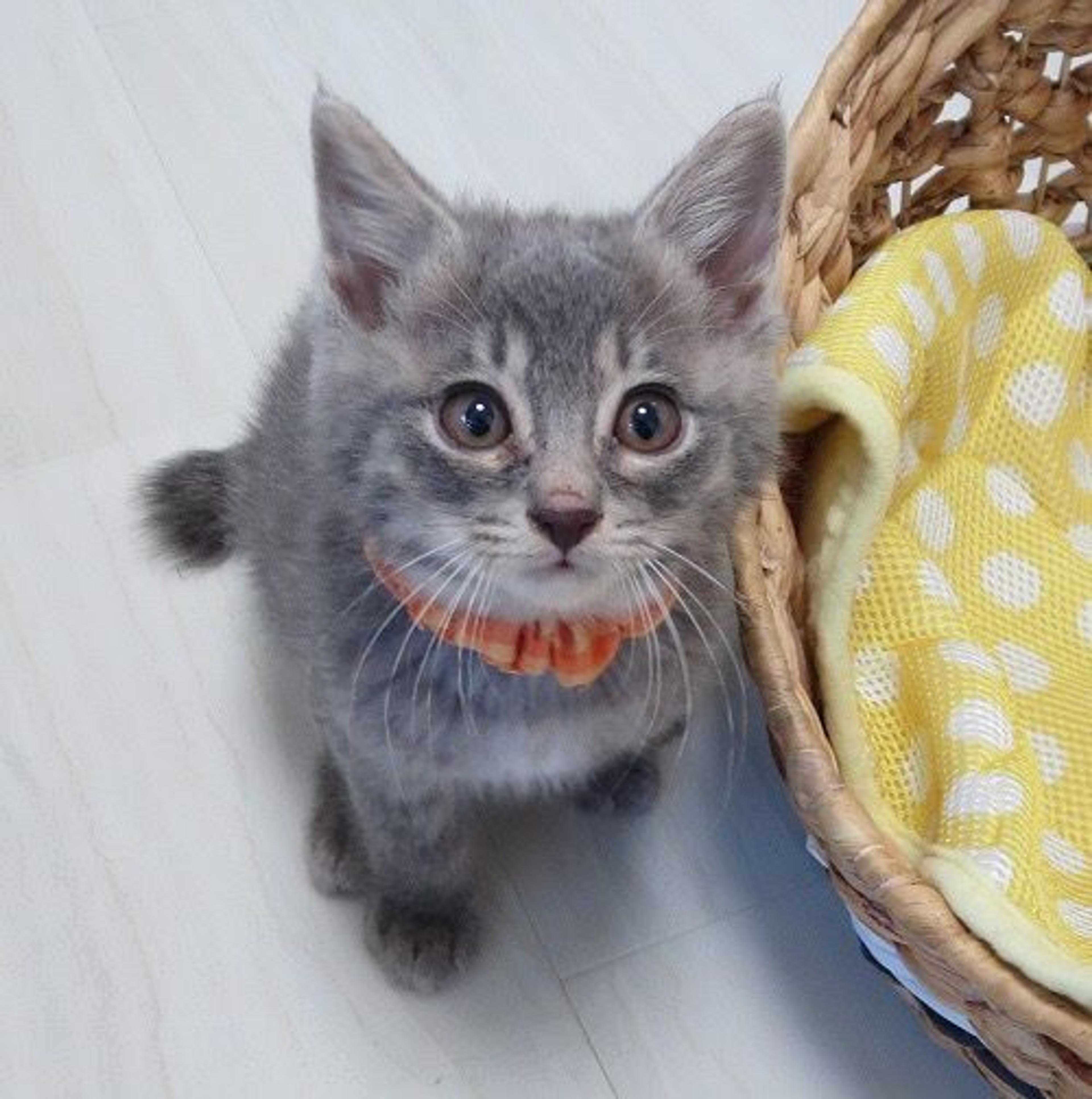 pet-image-3