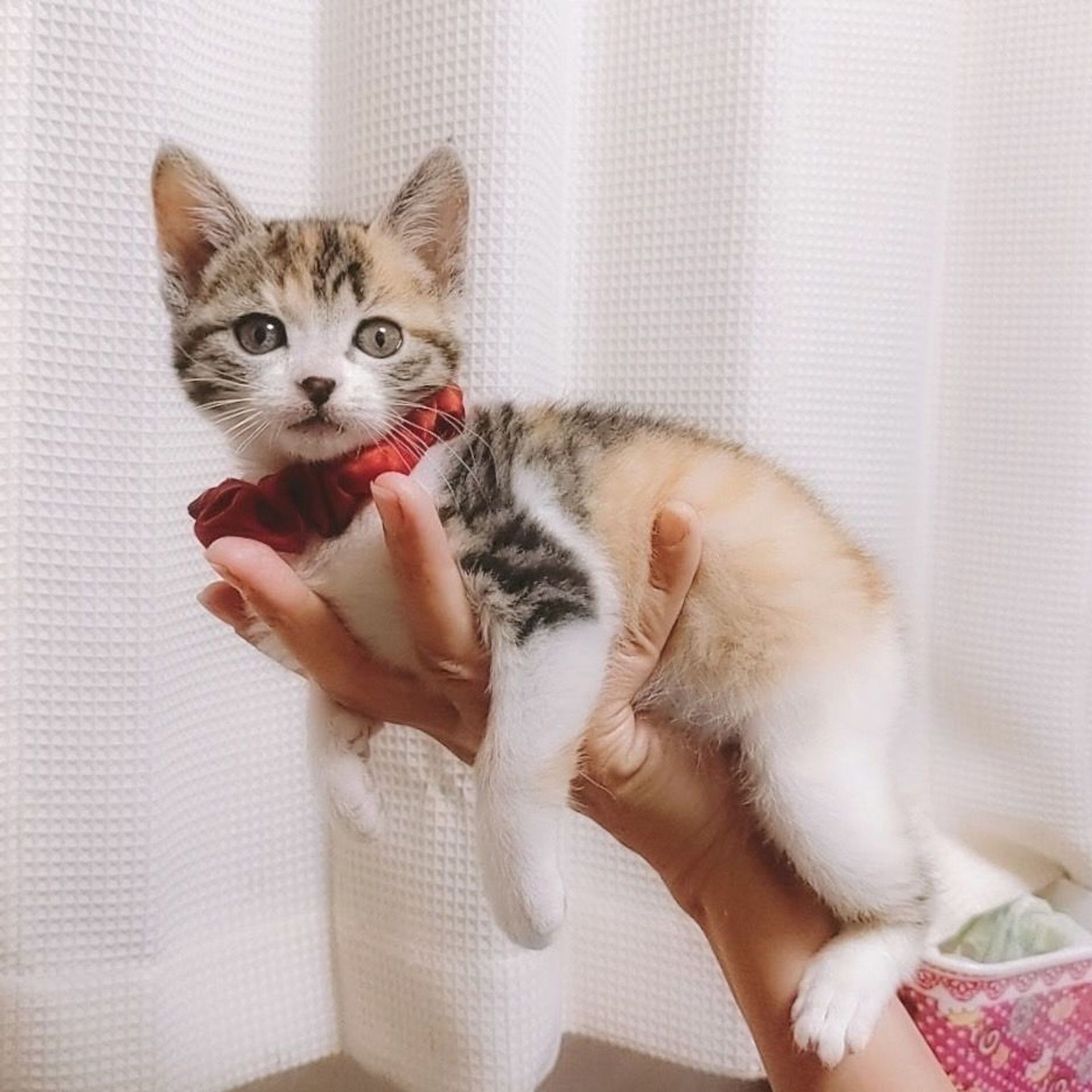 雑種（ミックス猫）・メスの里親募集の写真