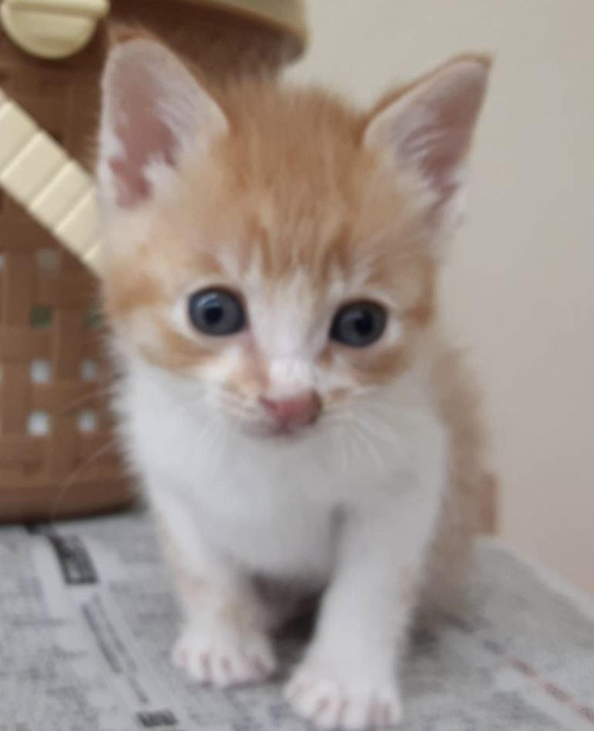 pet-image-3