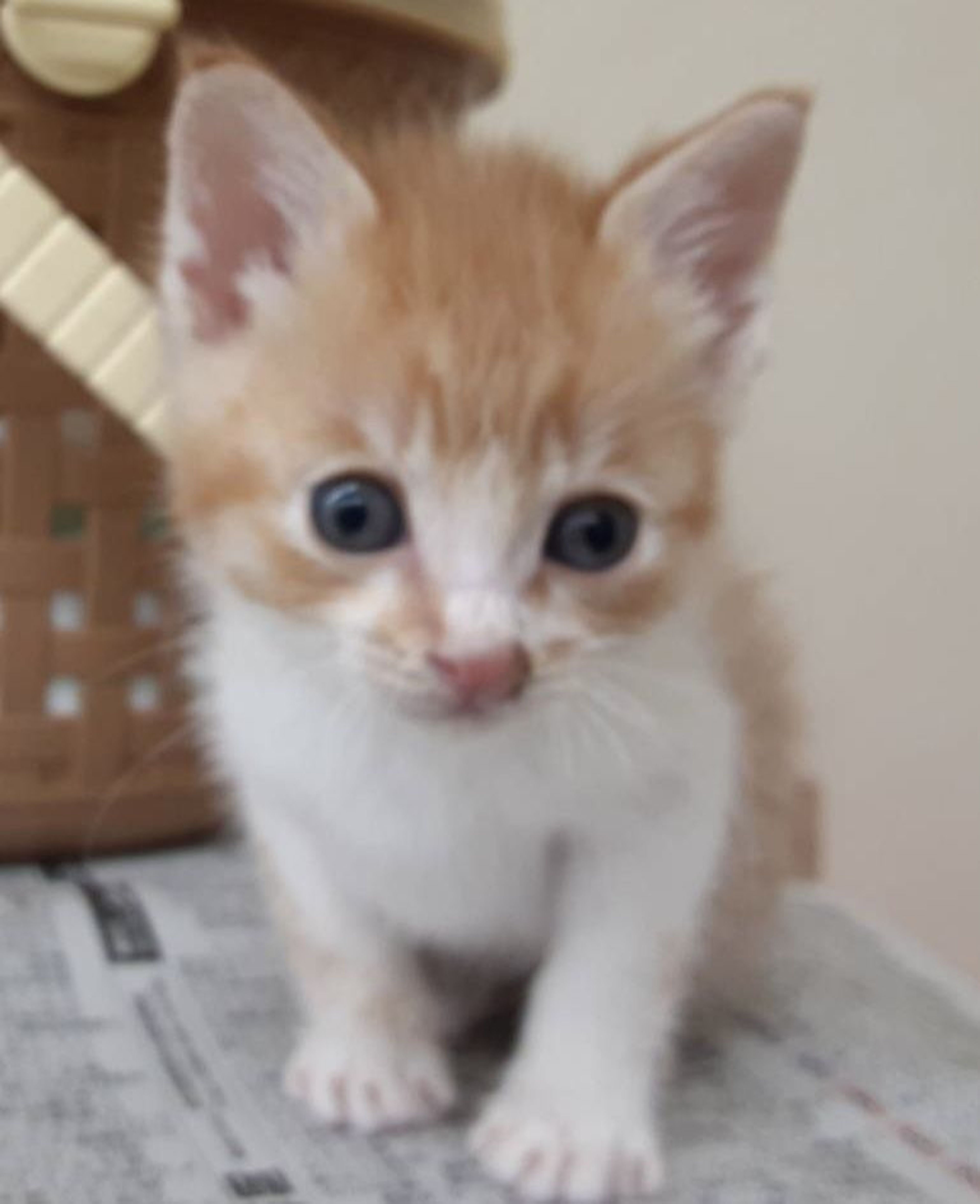pet-image-3