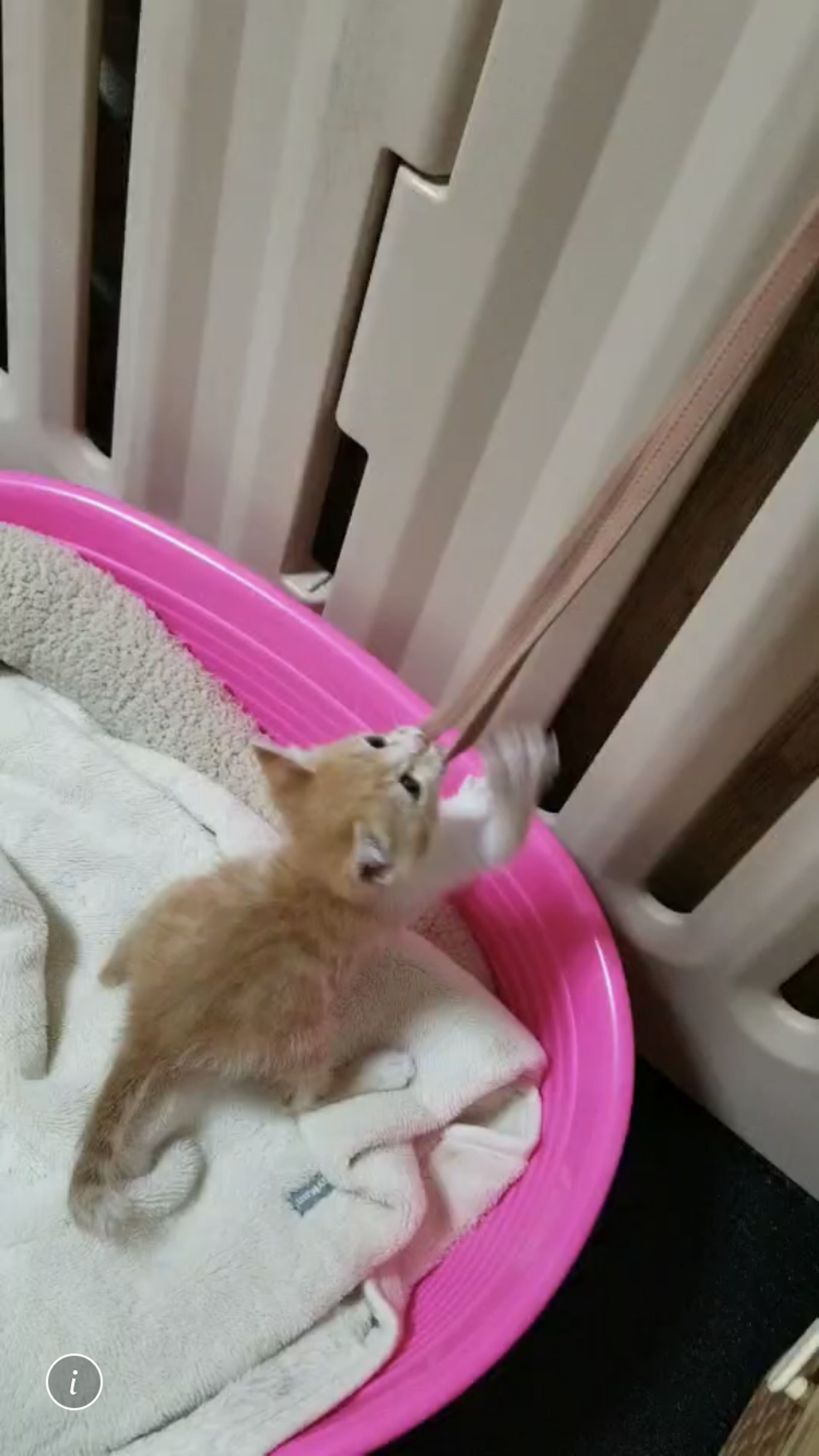 pet-image-4