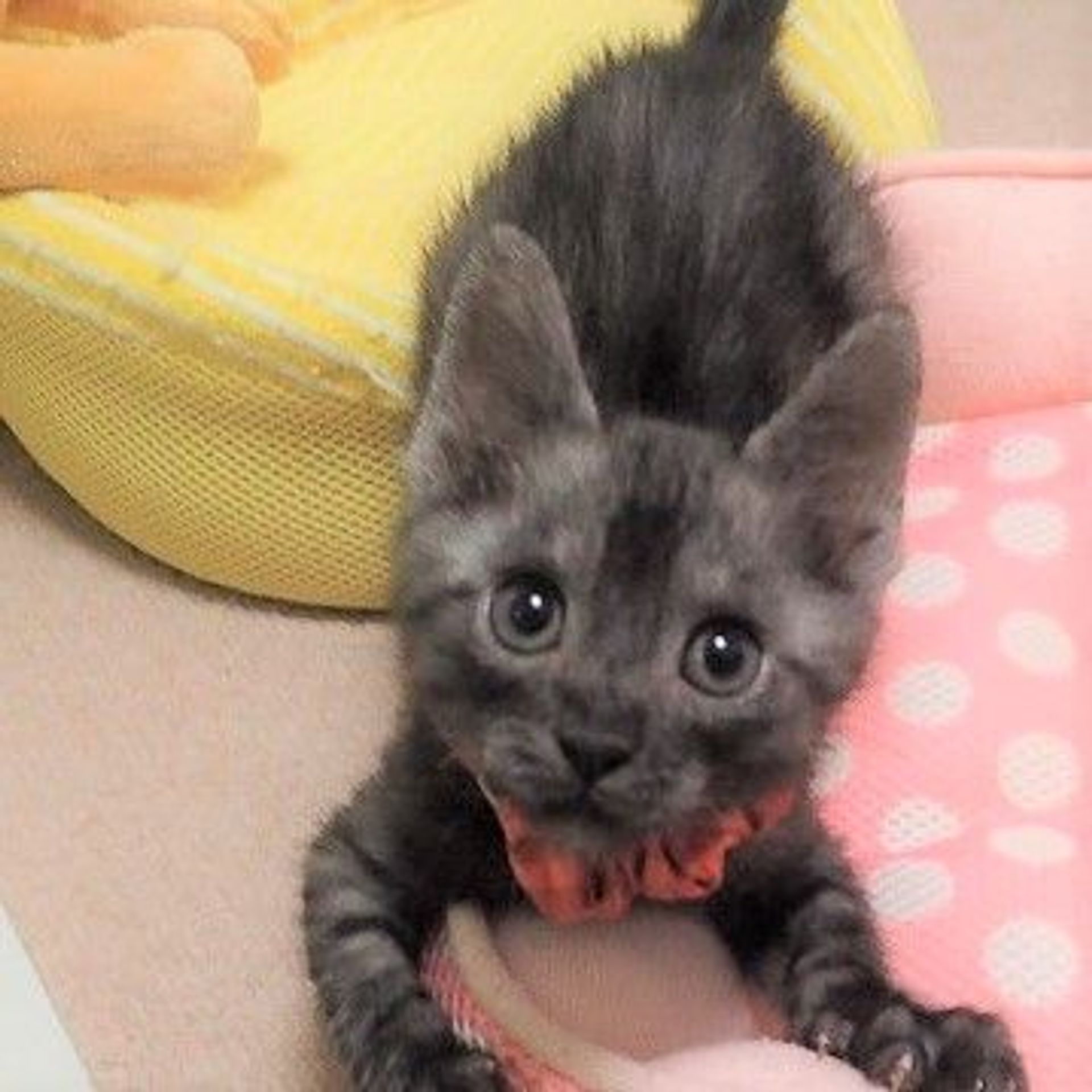 雑種（ミックス猫）・オスの里親募集の写真