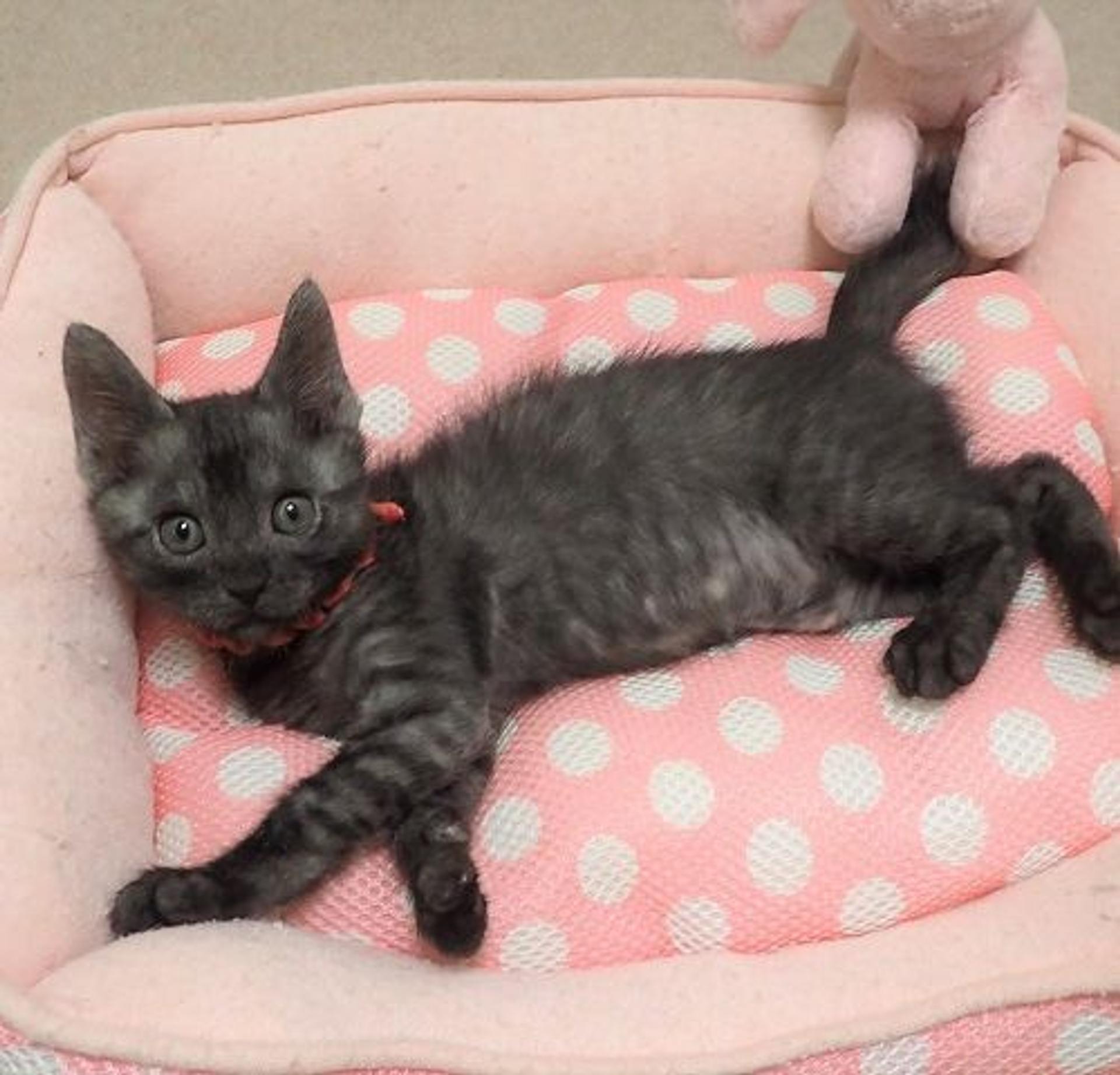 pet-image-3