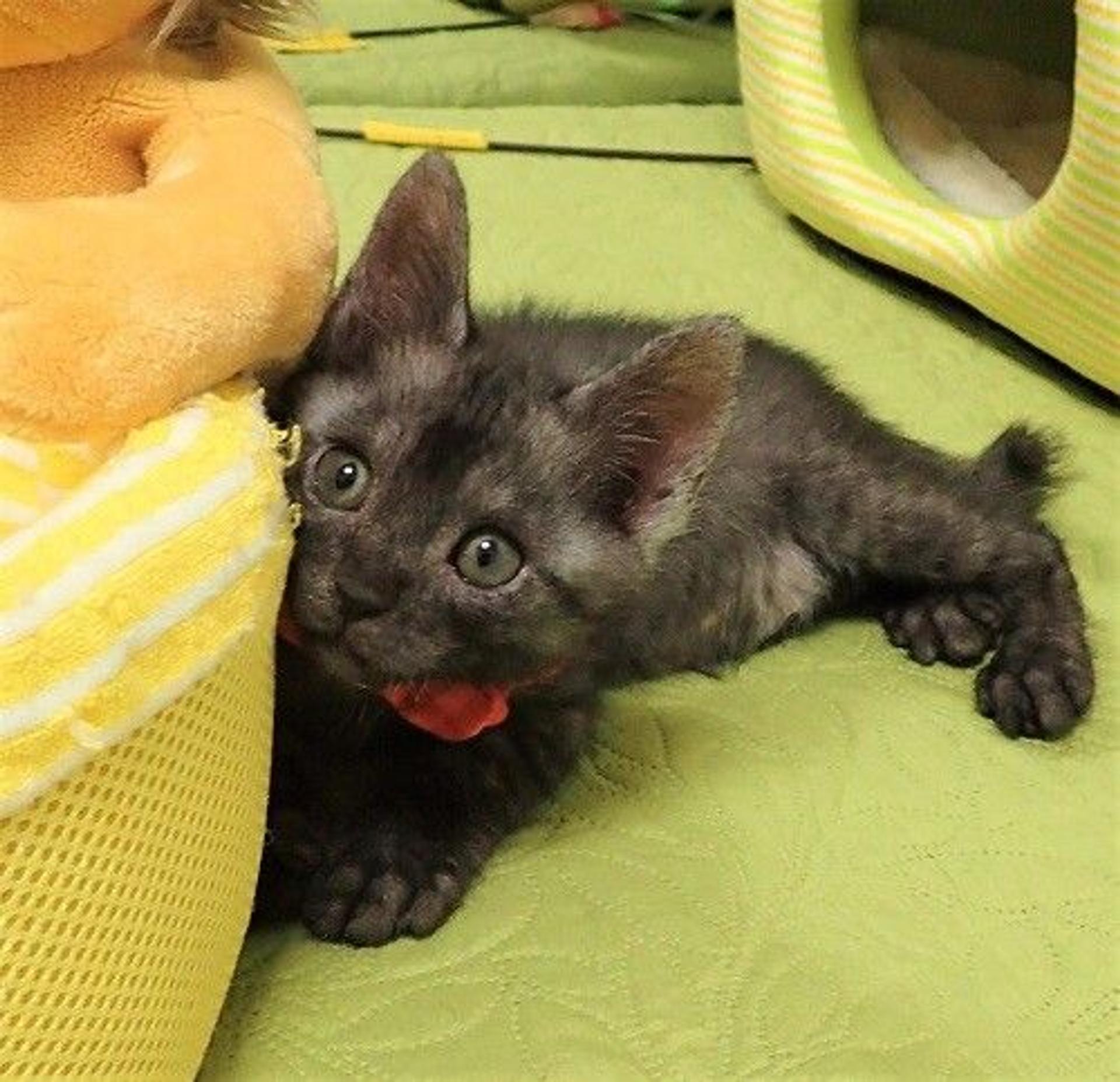 pet-image-4