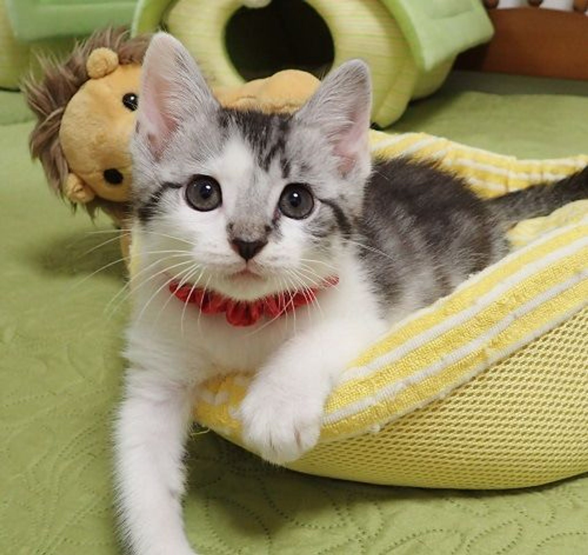 雑種（ミックス猫）・オスの里親募集の写真