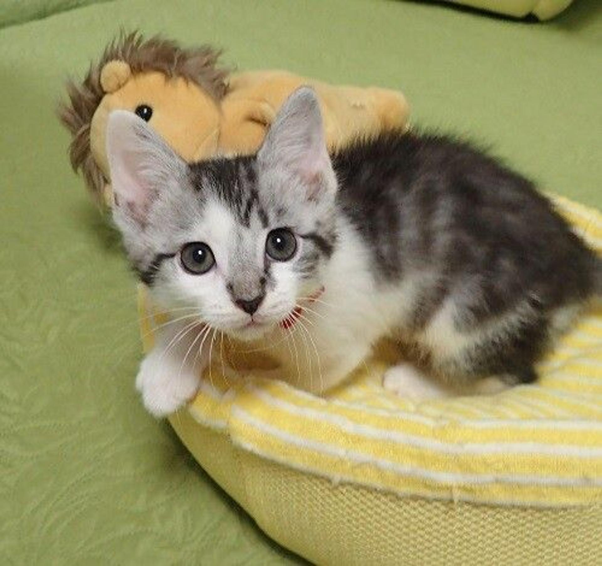 pet-image-2