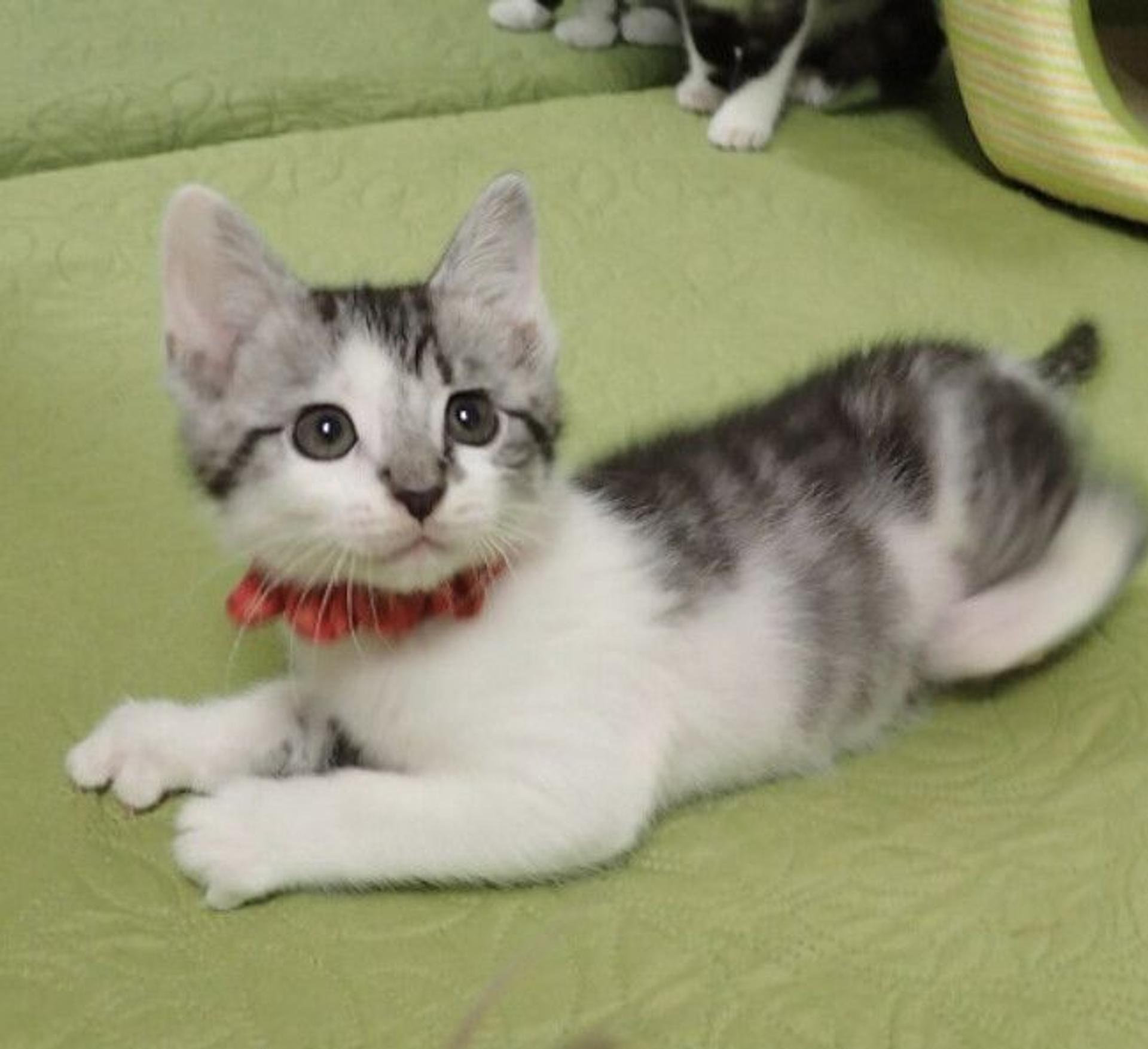 pet-image-5