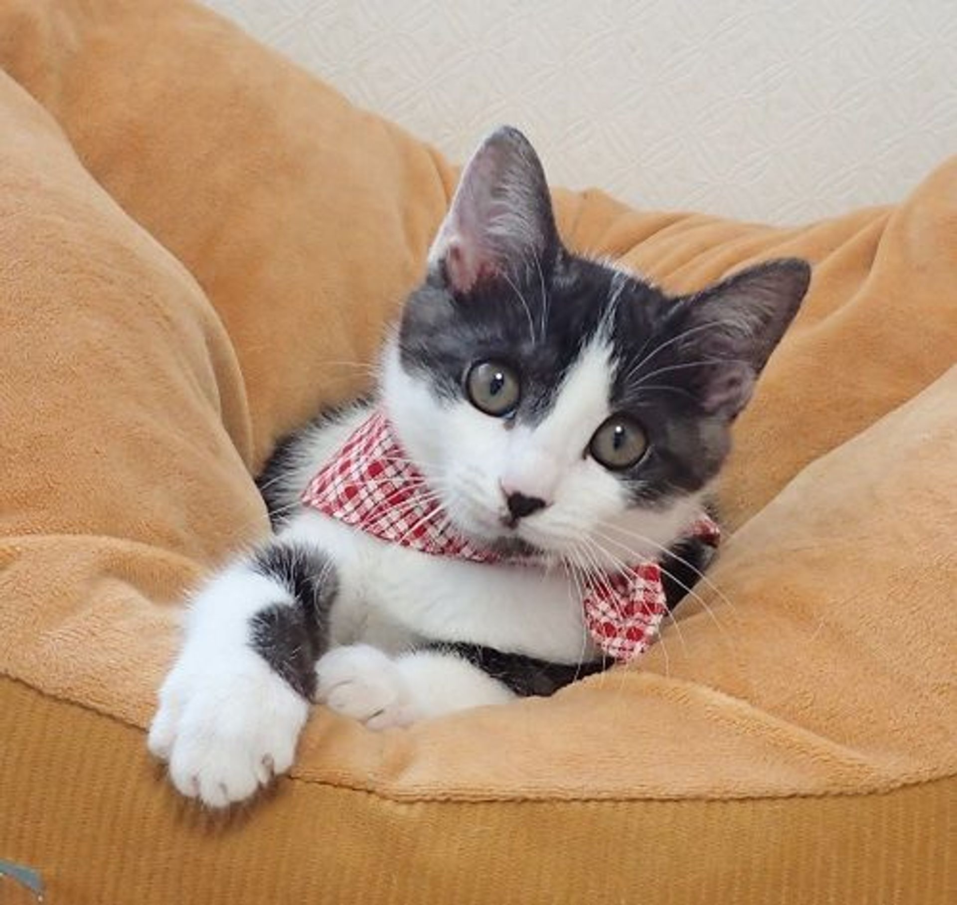 雑種（ミックス猫）・メスの里親募集の写真