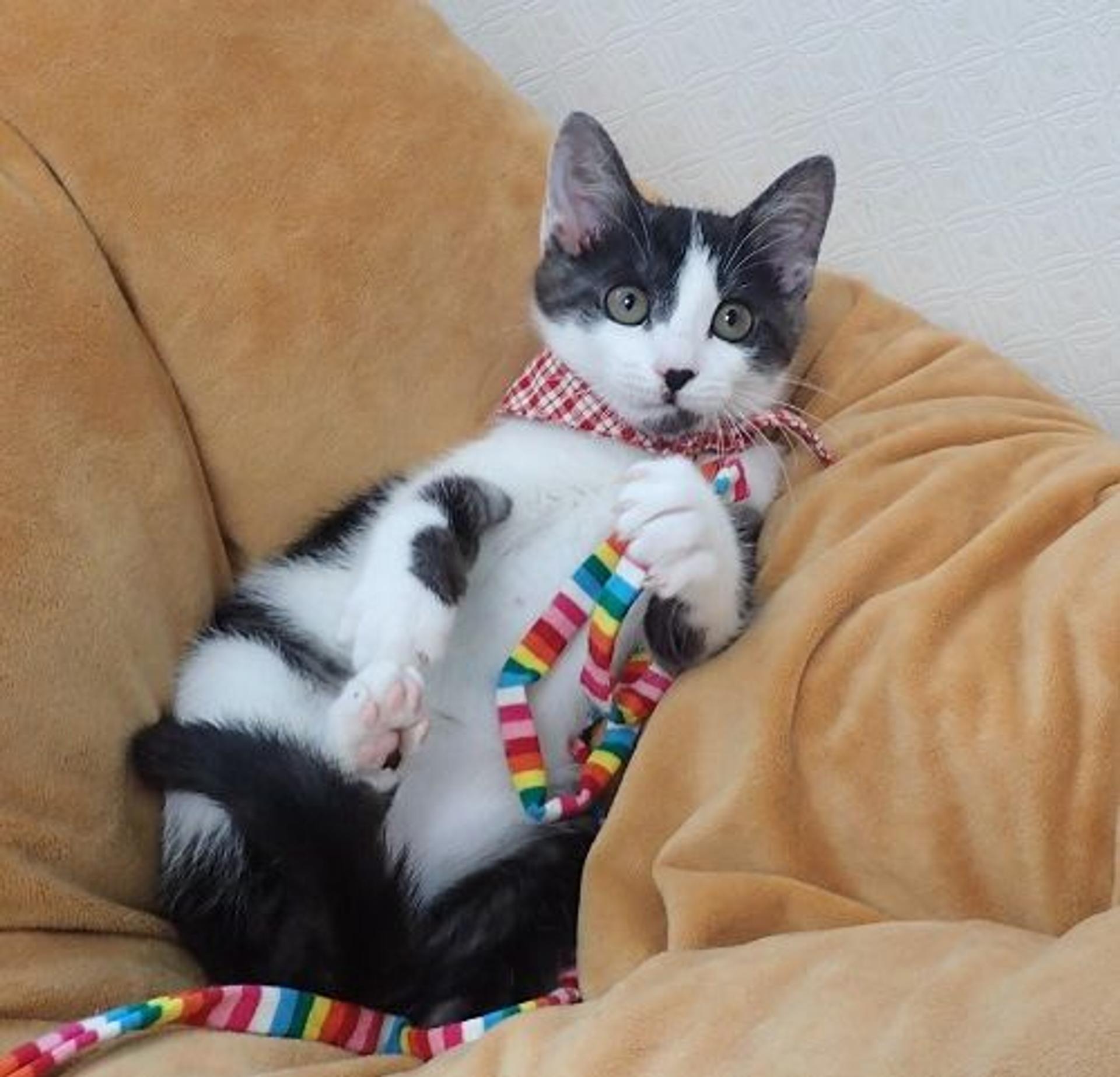 pet-image-2