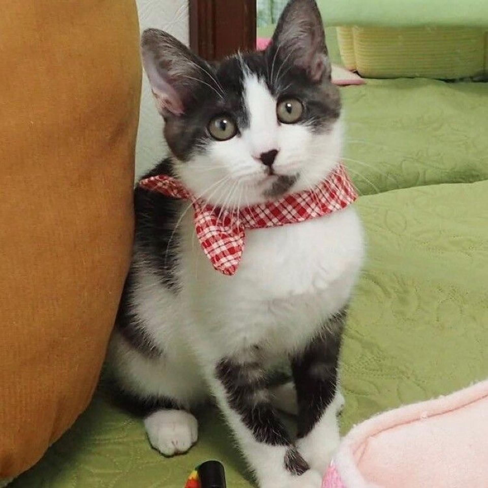 pet-image-4