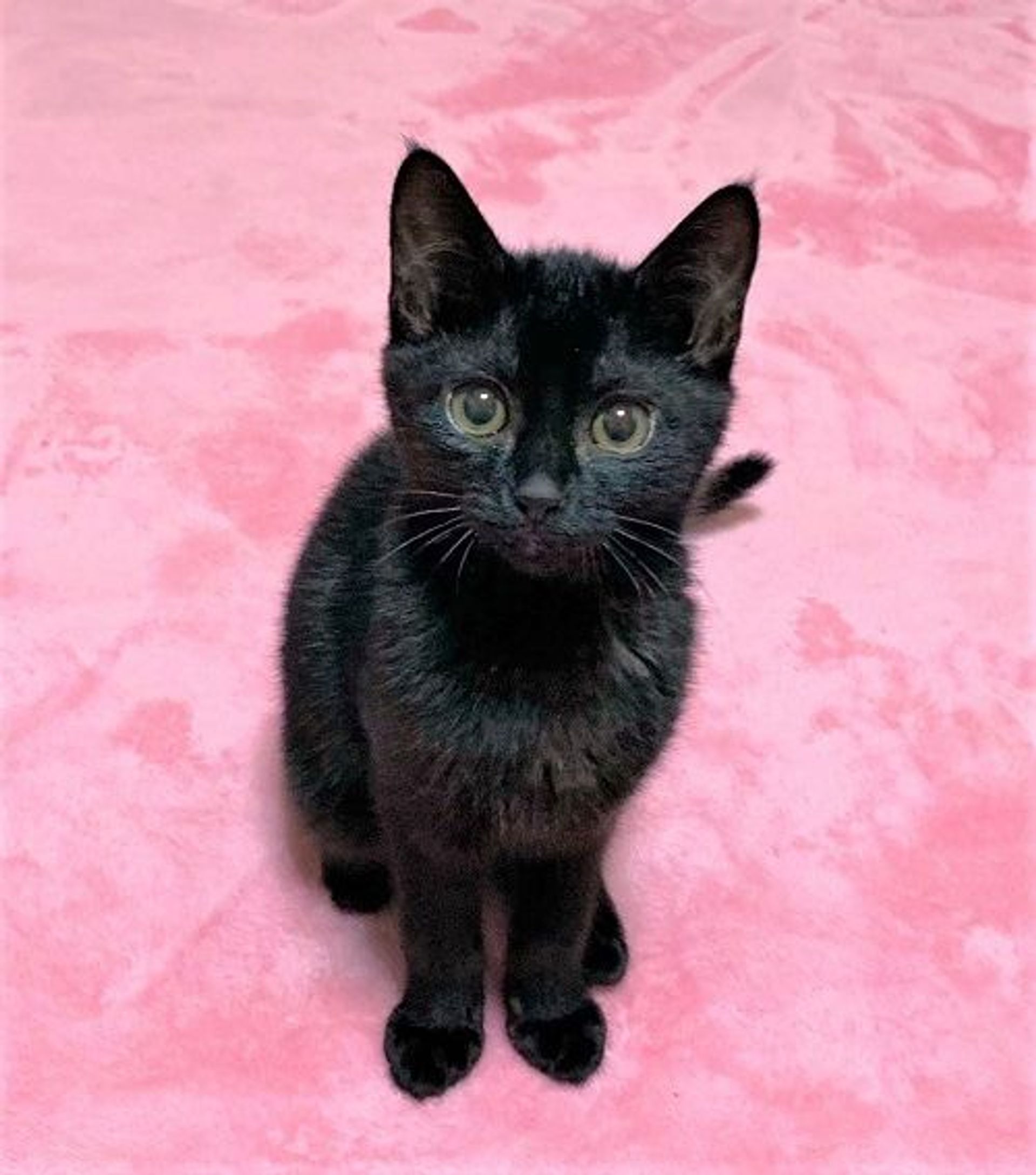 雑種（ミックス猫）・メスの里親募集の写真