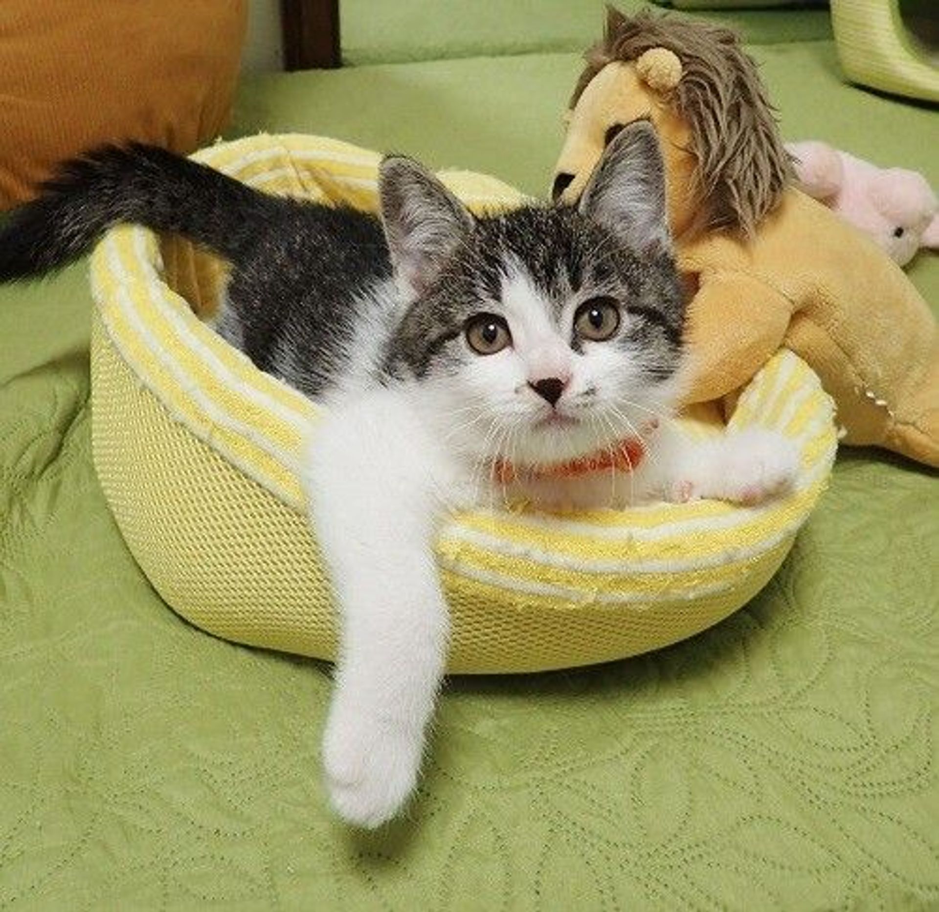 雑種（ミックス猫）・オスの里親募集の写真