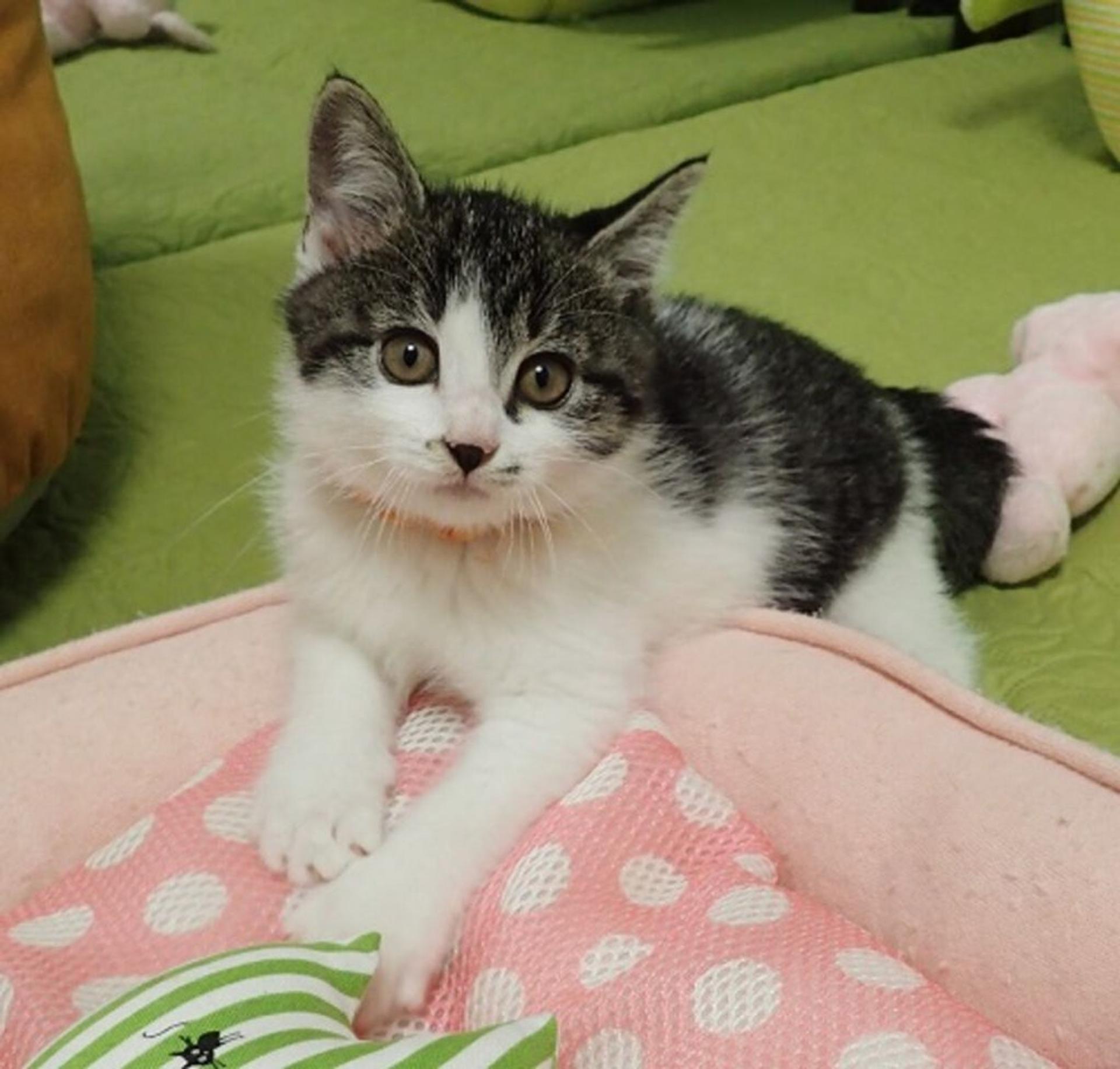 pet-image-2