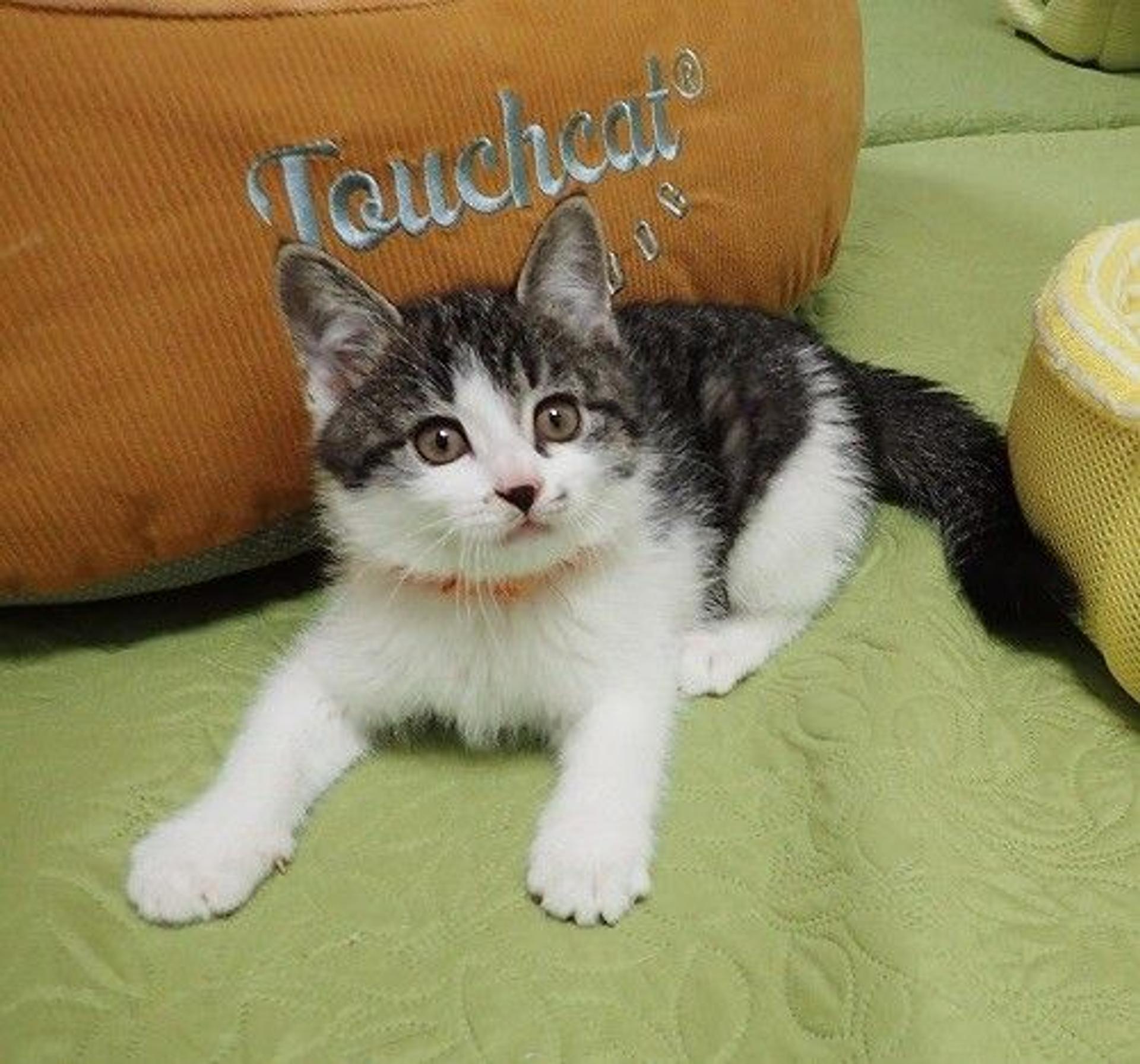 pet-image-4