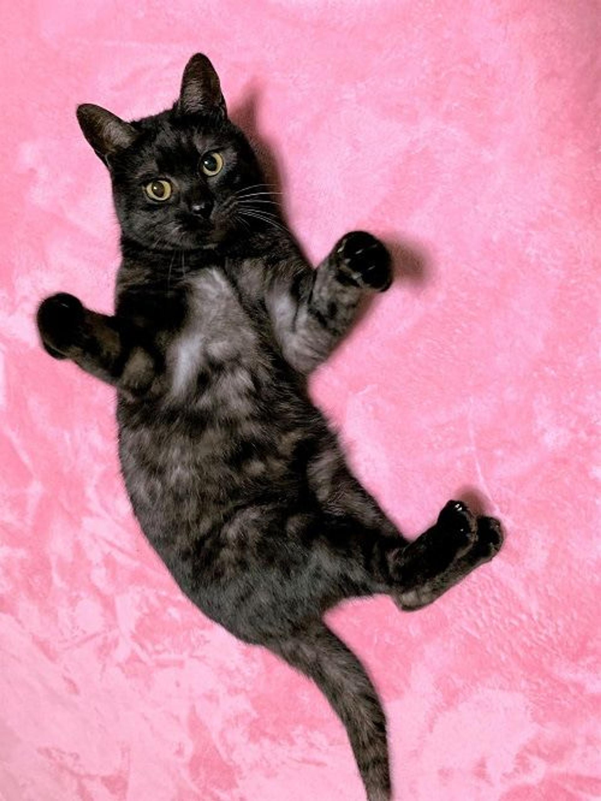 pet-image-2