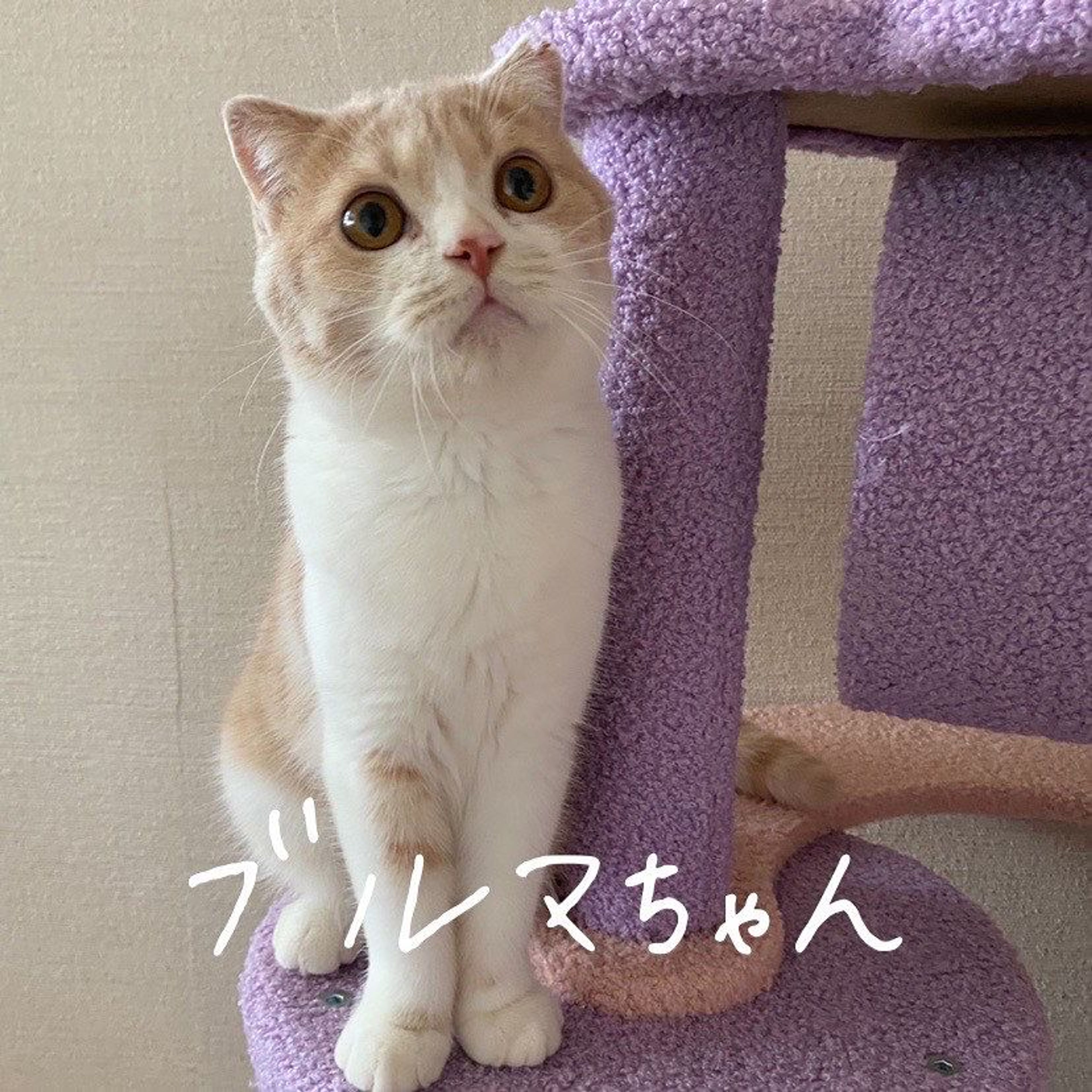 スコティッシュフォールド・メスの里親募集の写真