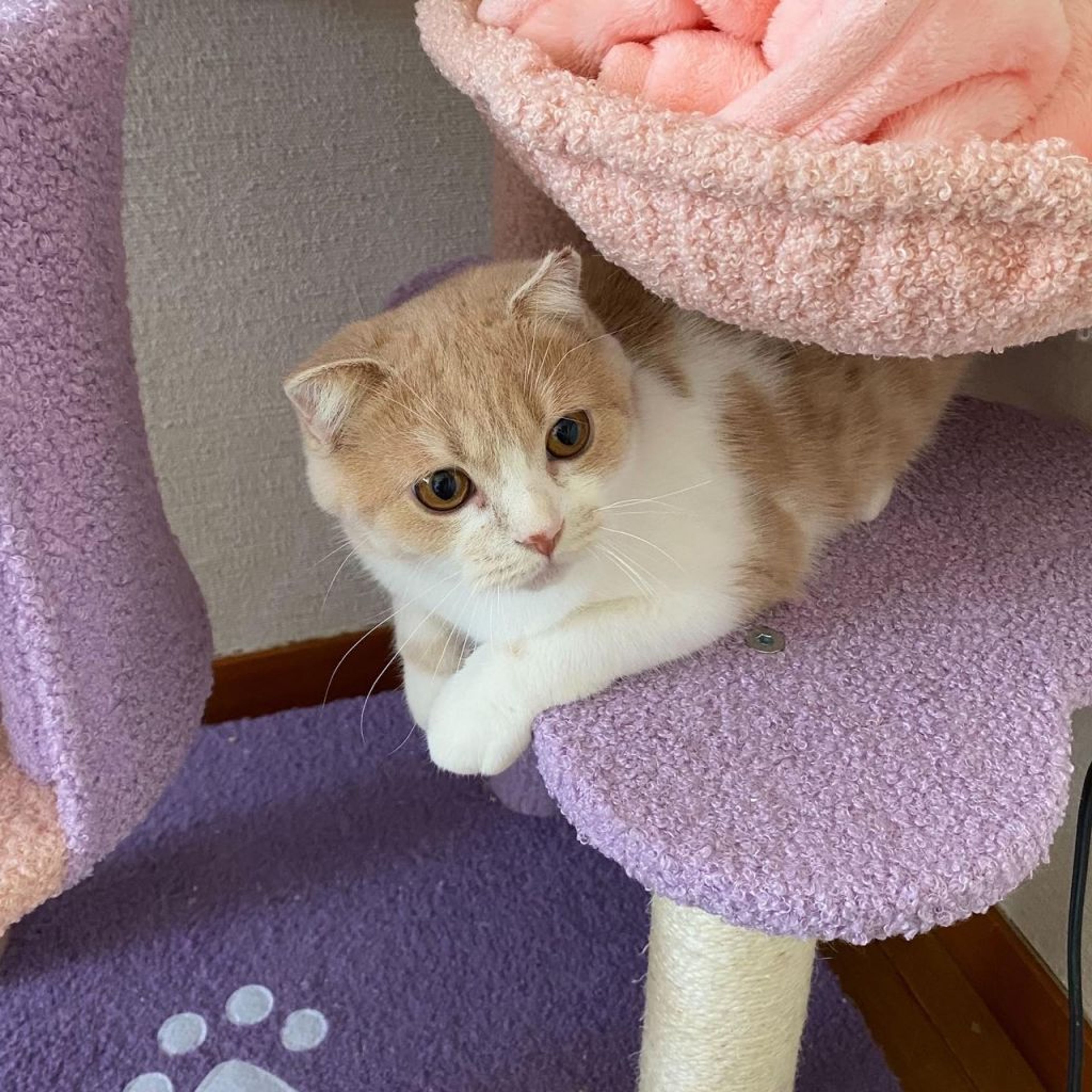 pet-image-4