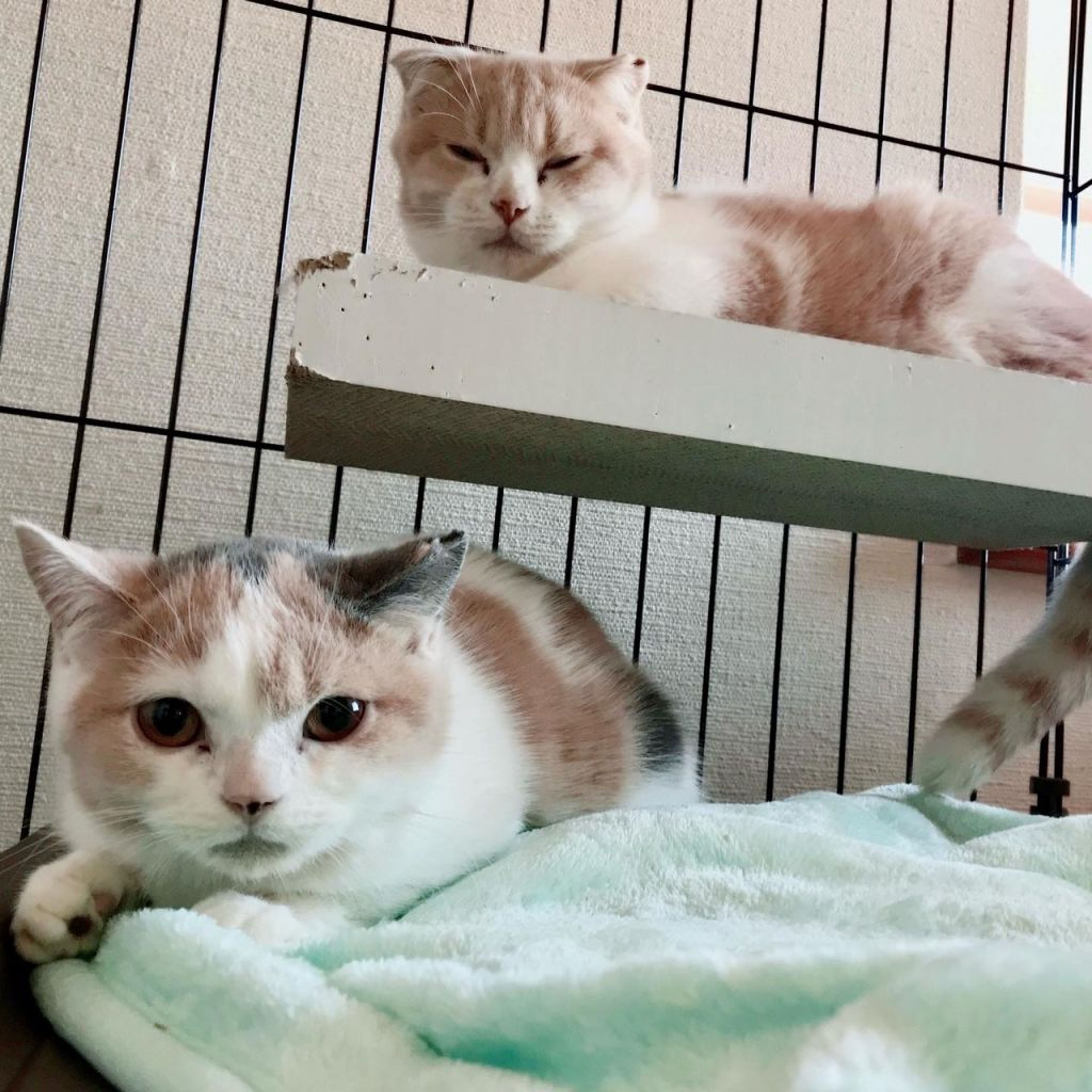 pet-image-7
