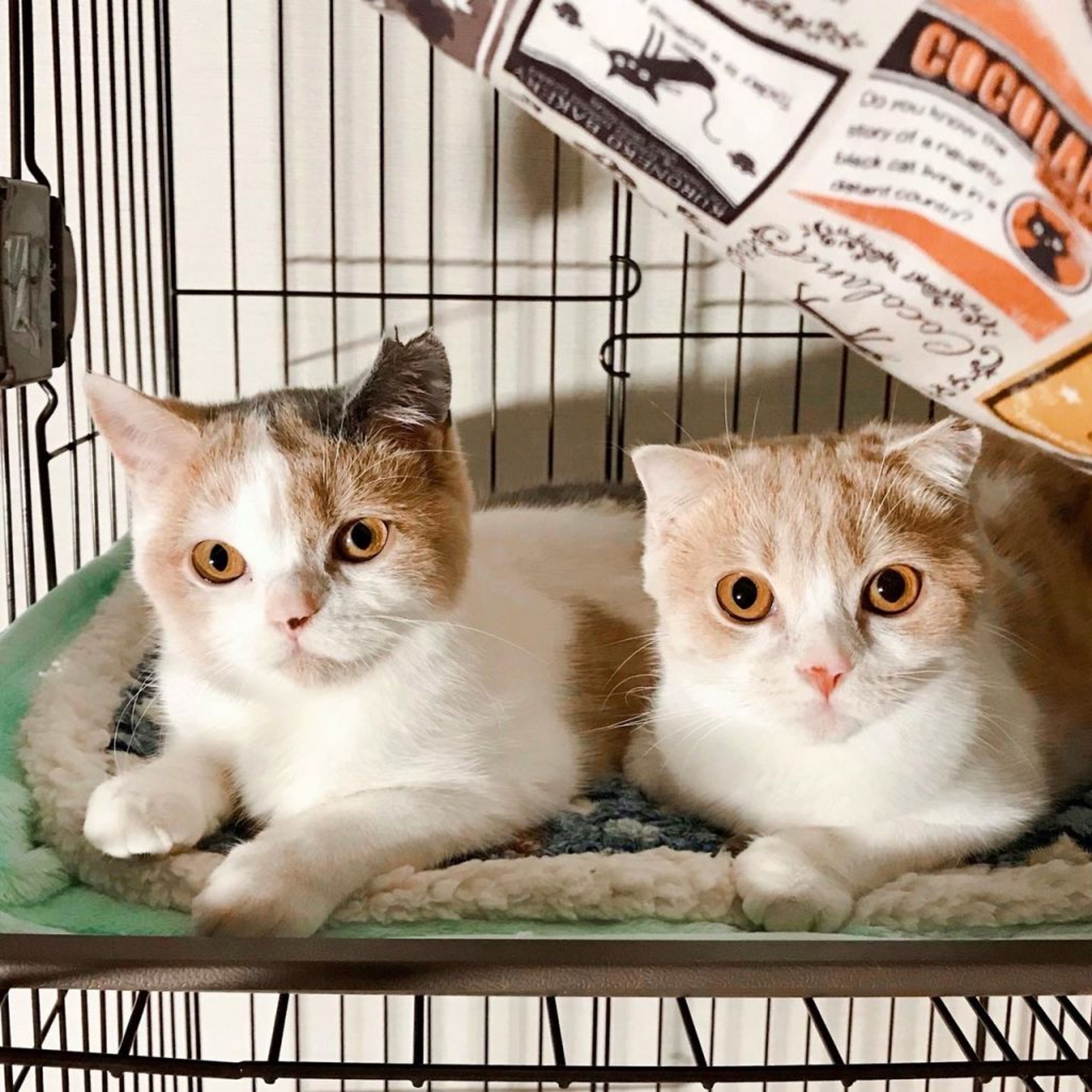pet-image-8