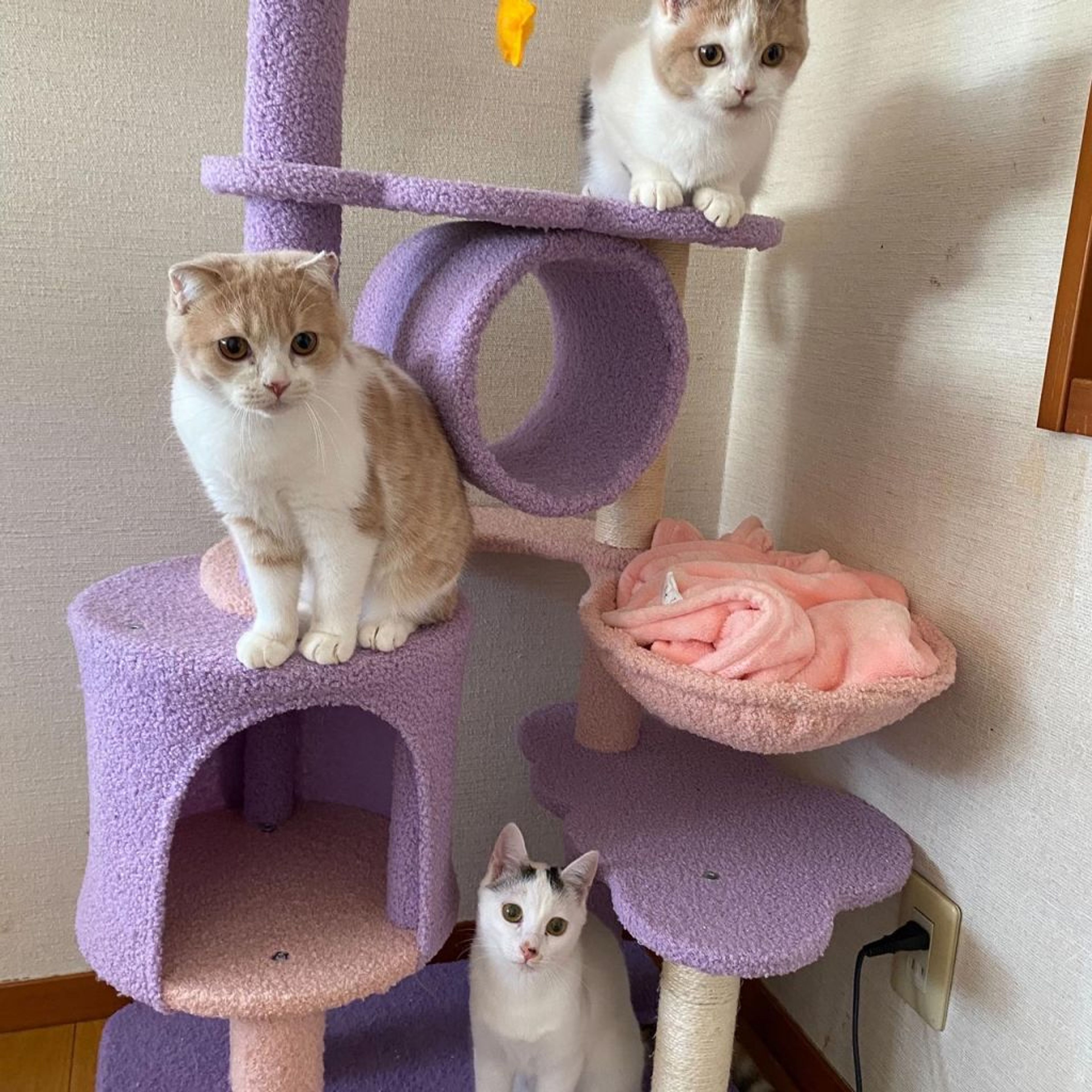 pet-image-9