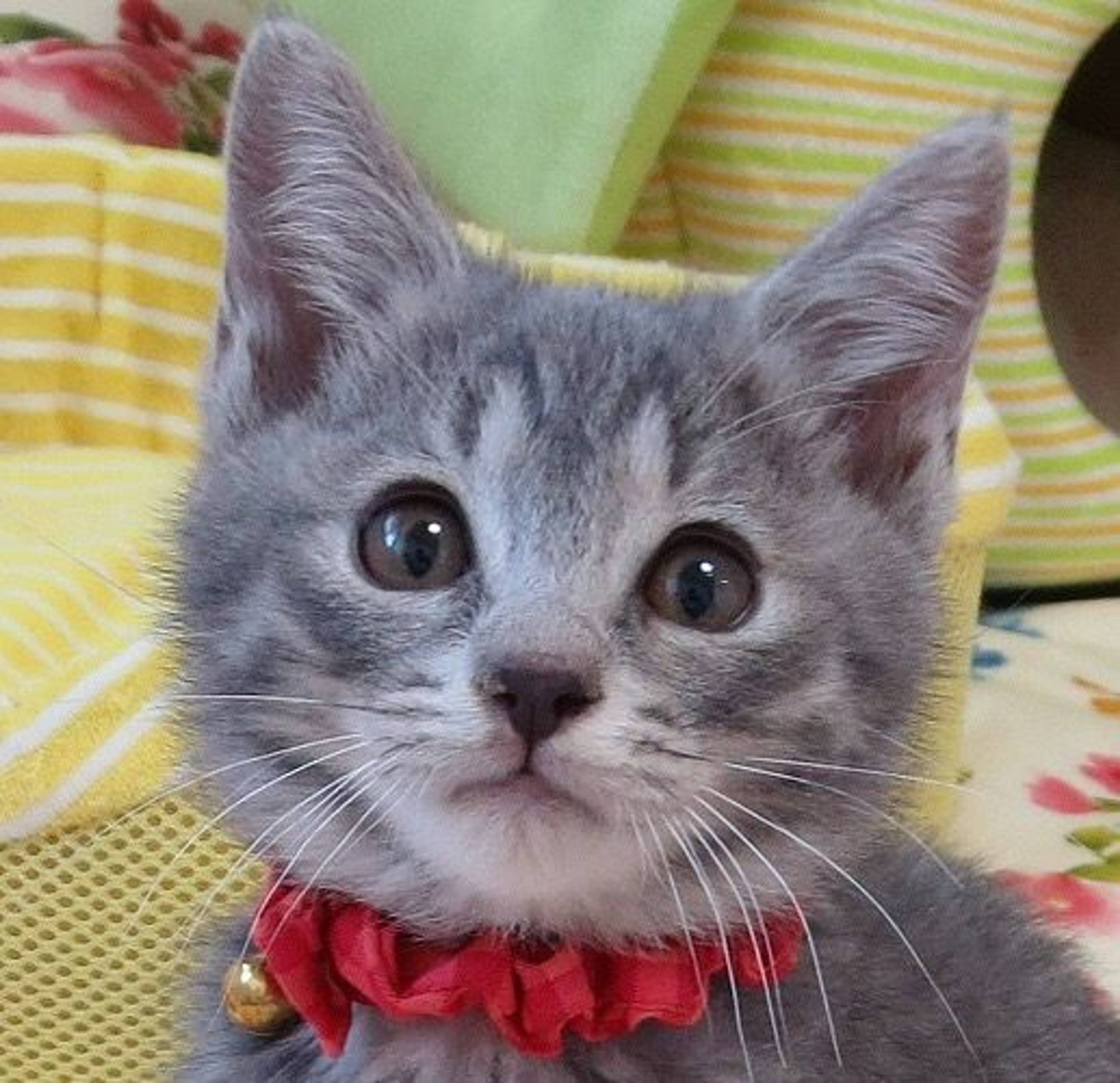 雑種（ミックス猫）・メスの里親募集の写真