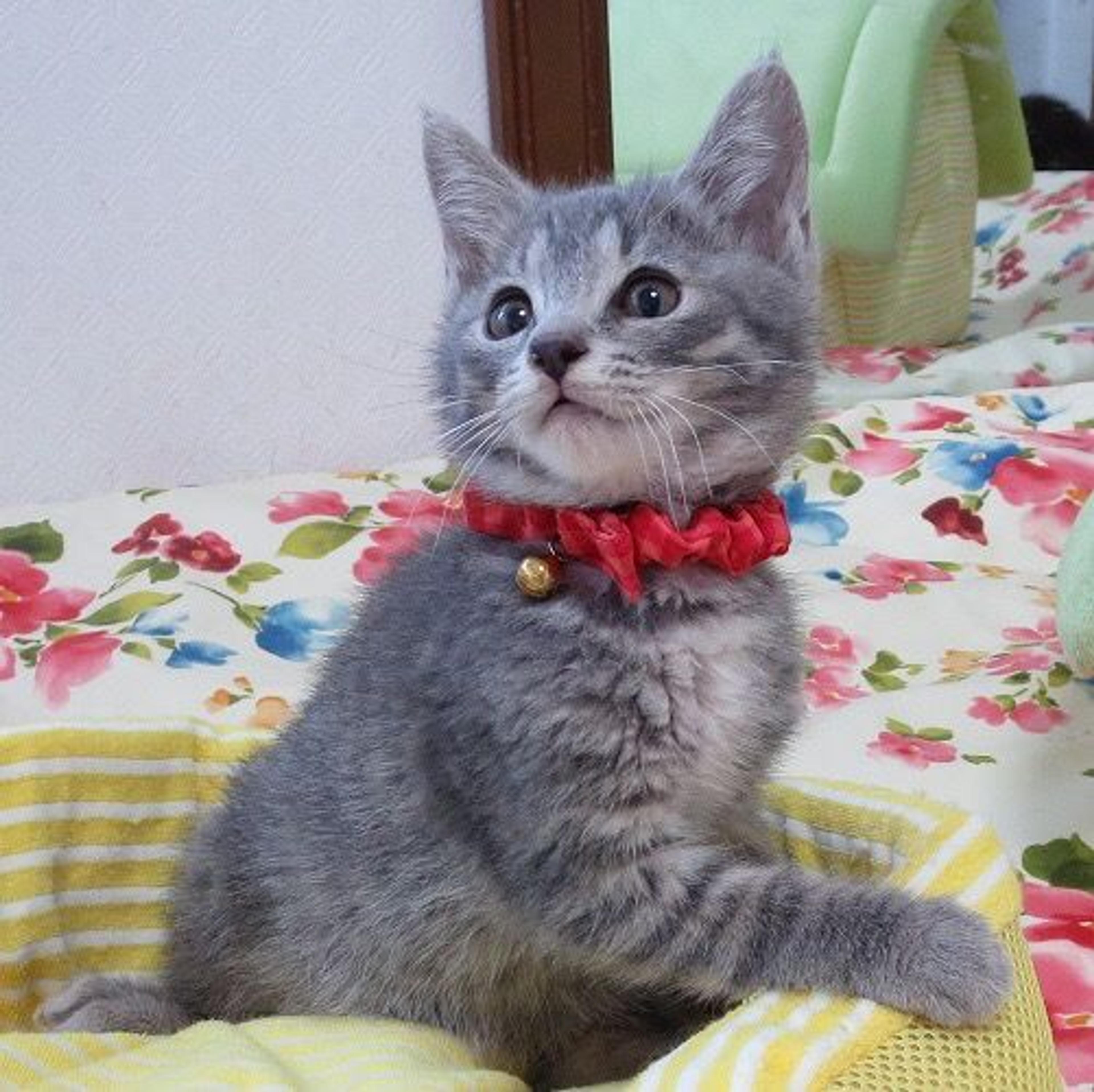 pet-image-3