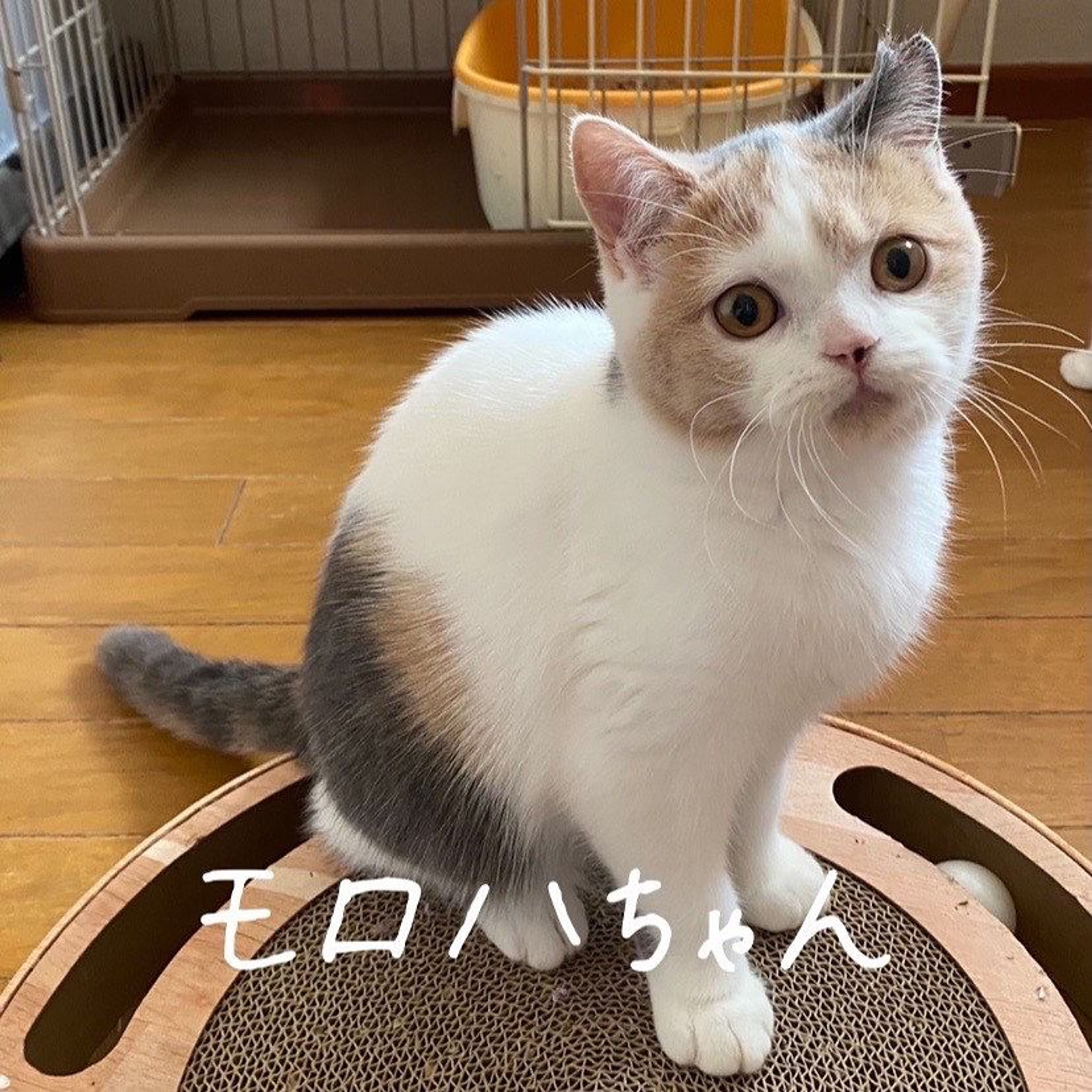 スコティッシュフォールド・メスの里親募集の写真