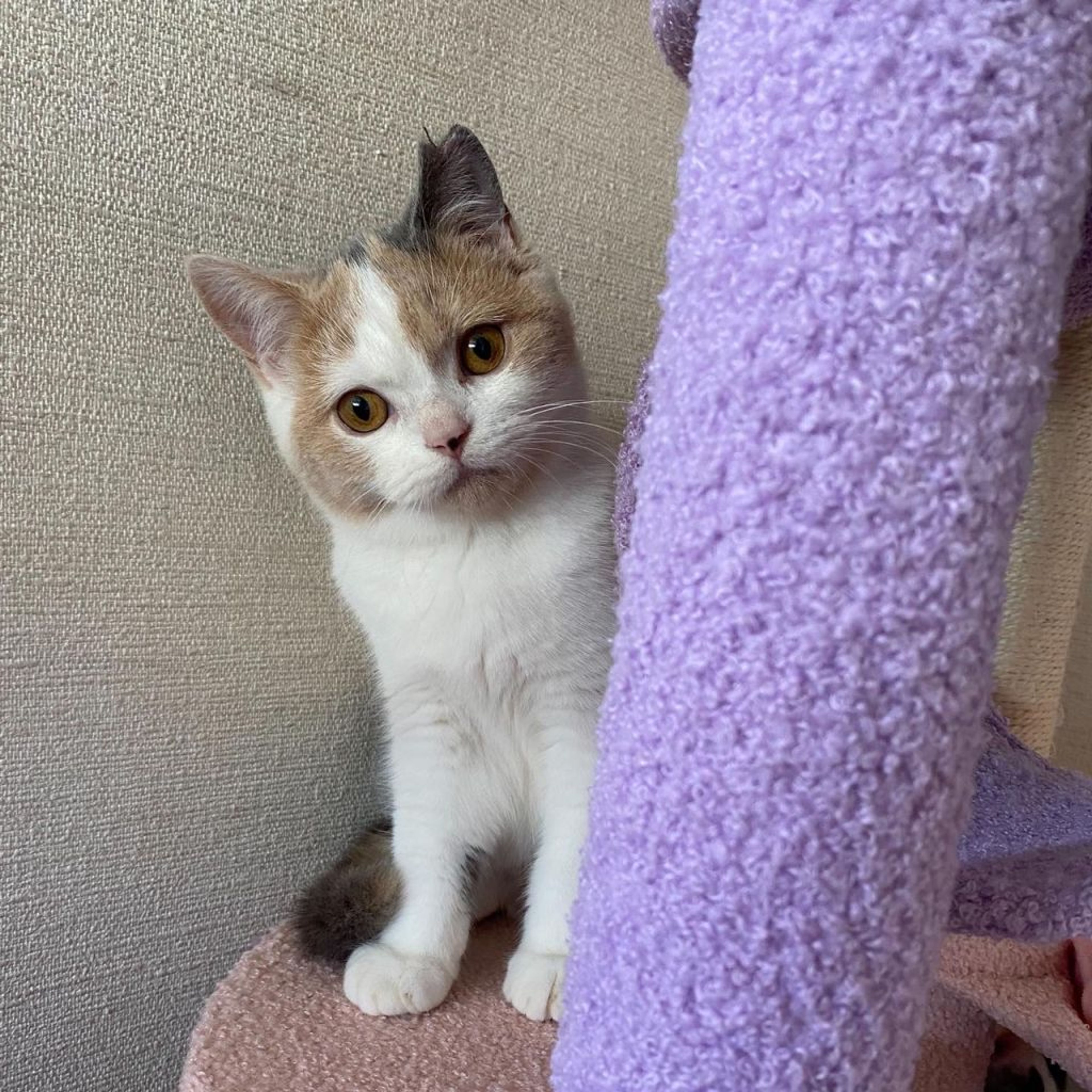 pet-image-3