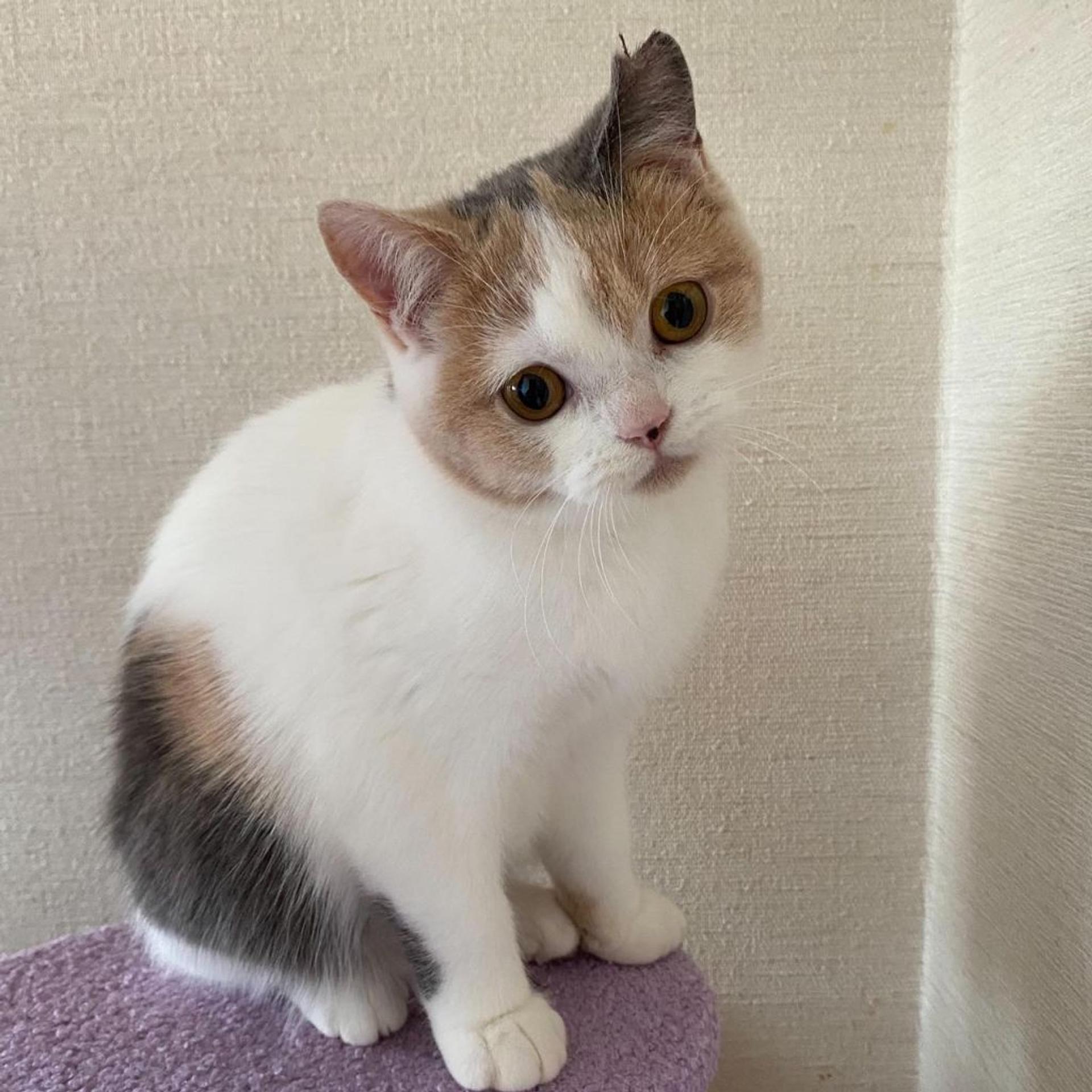 pet-image-4