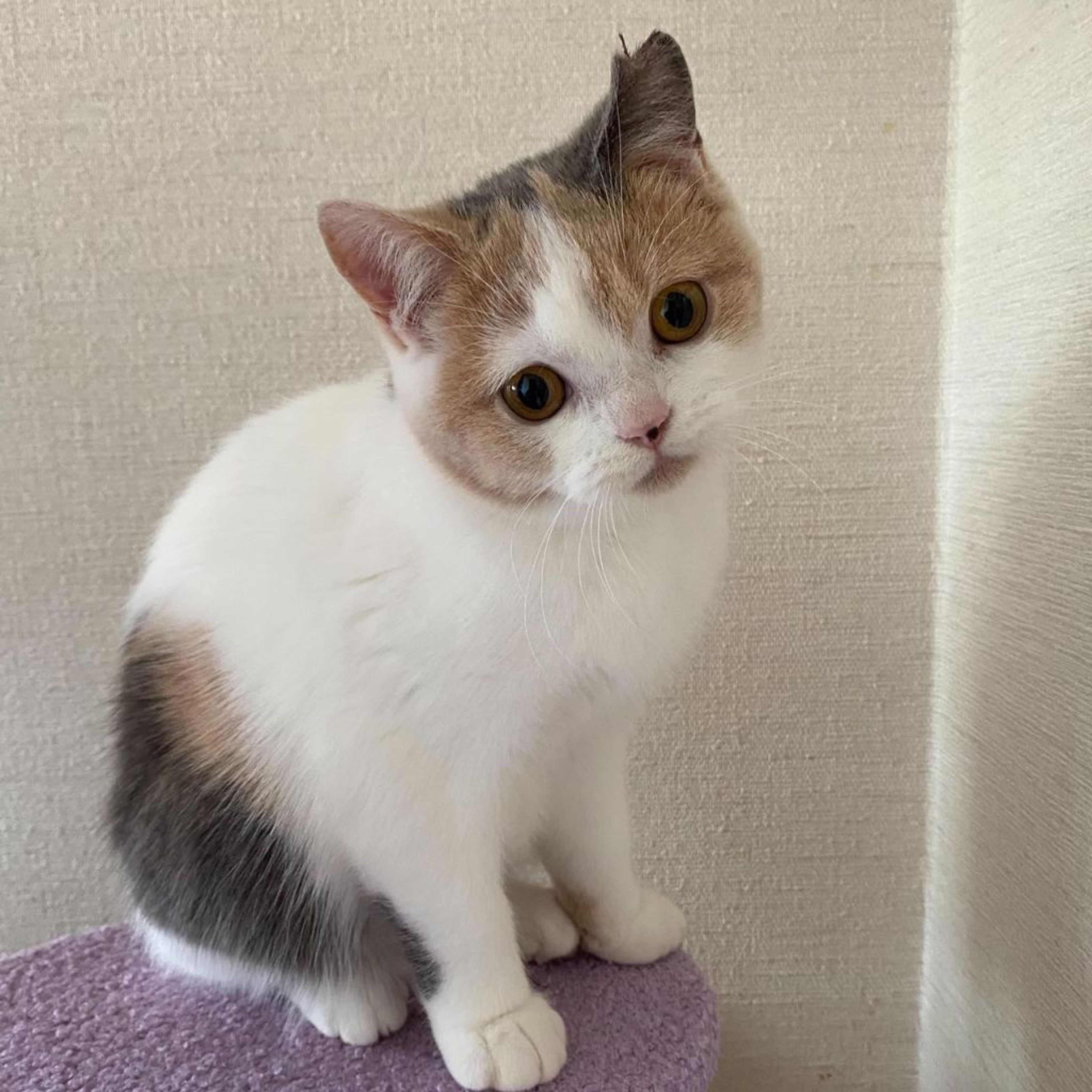 pet-image-4