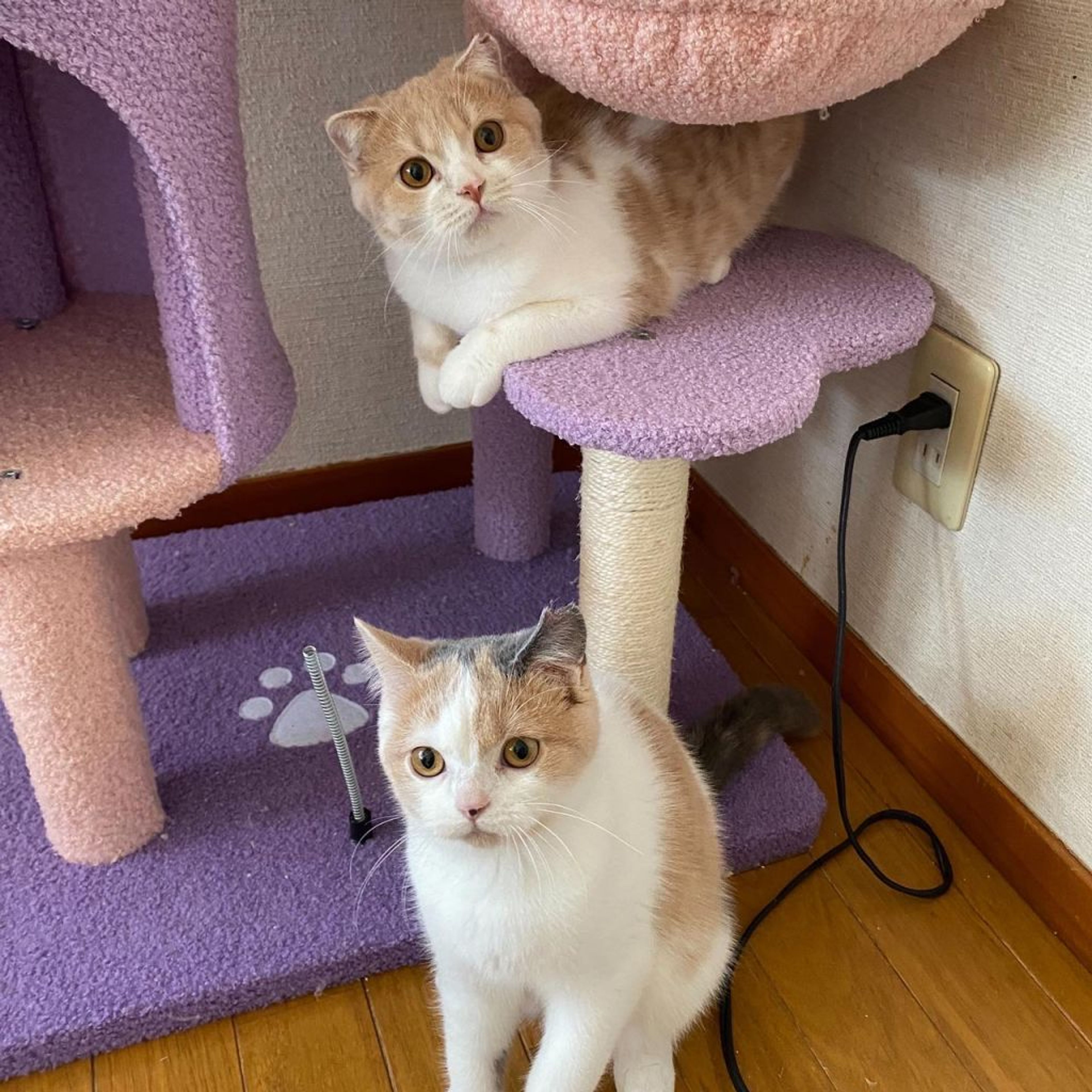 pet-image-5