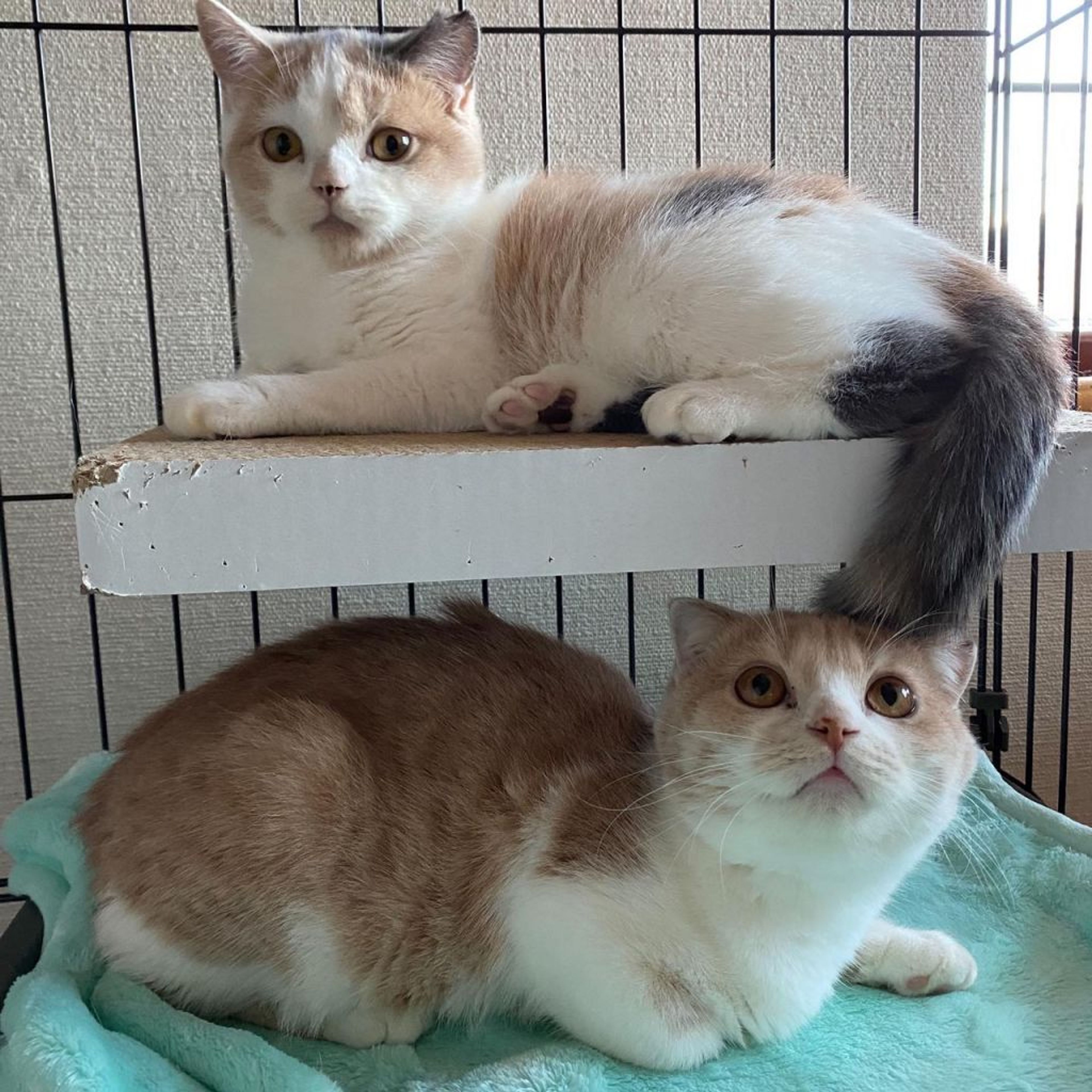 pet-image-6