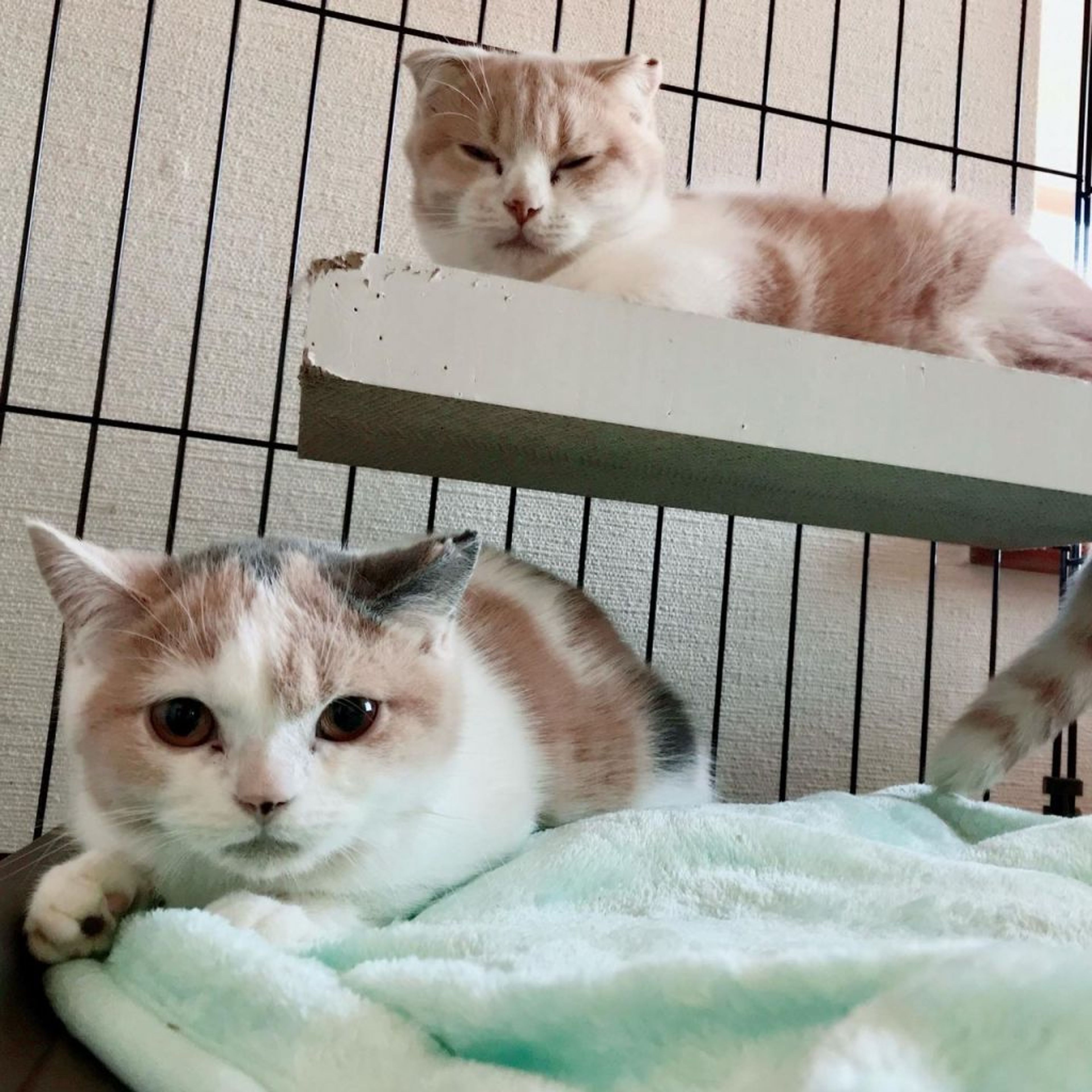 pet-image-7