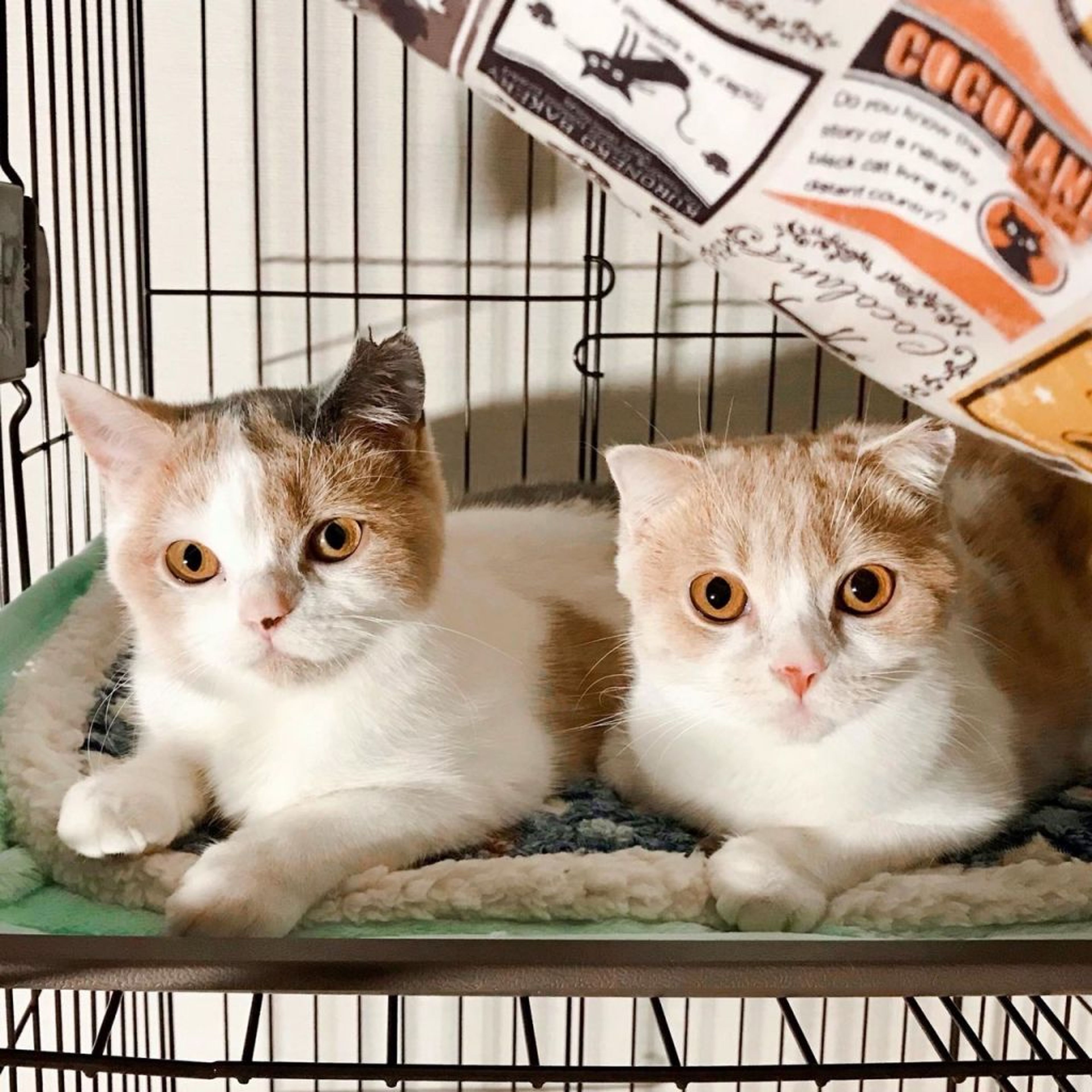 pet-image-8