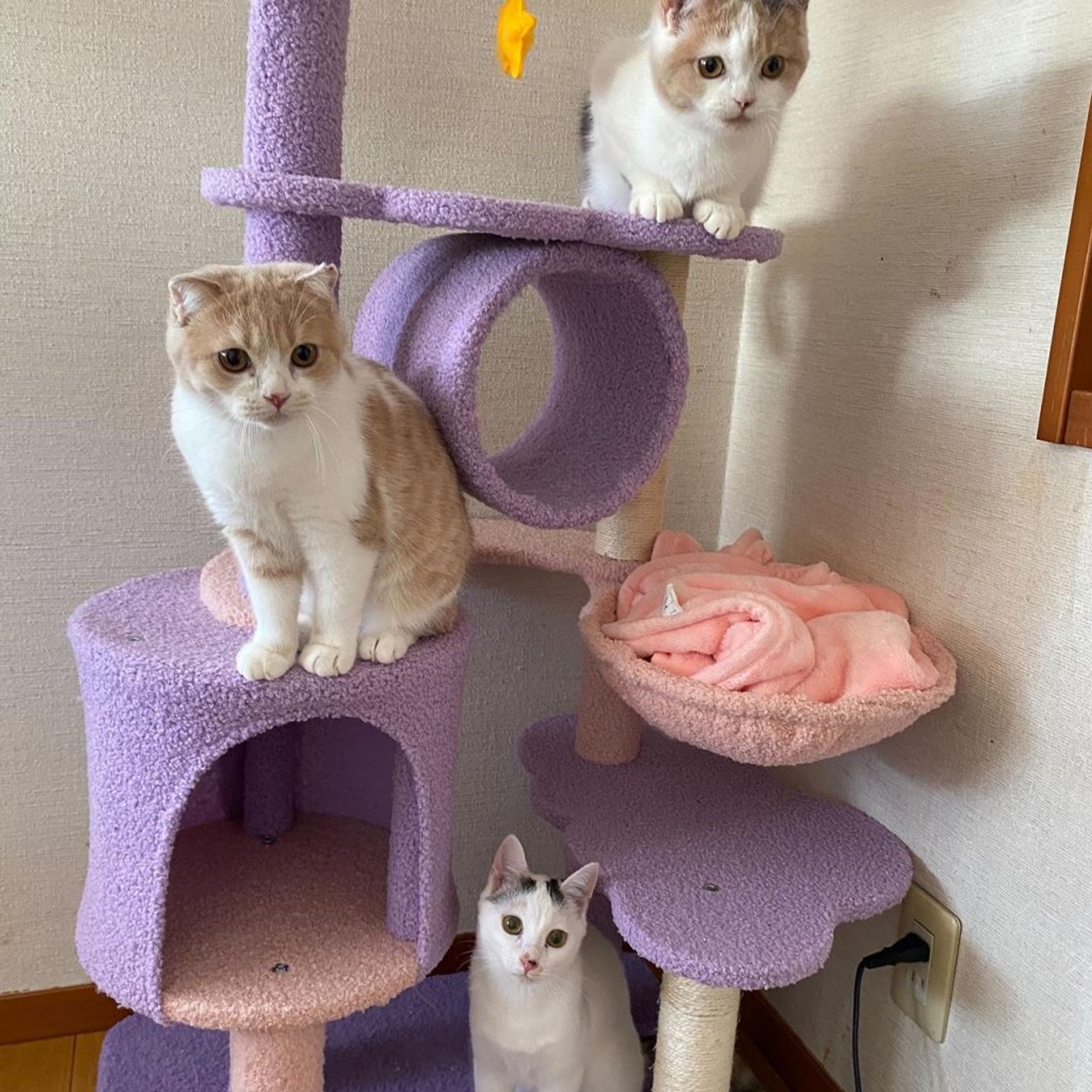 pet-image-9