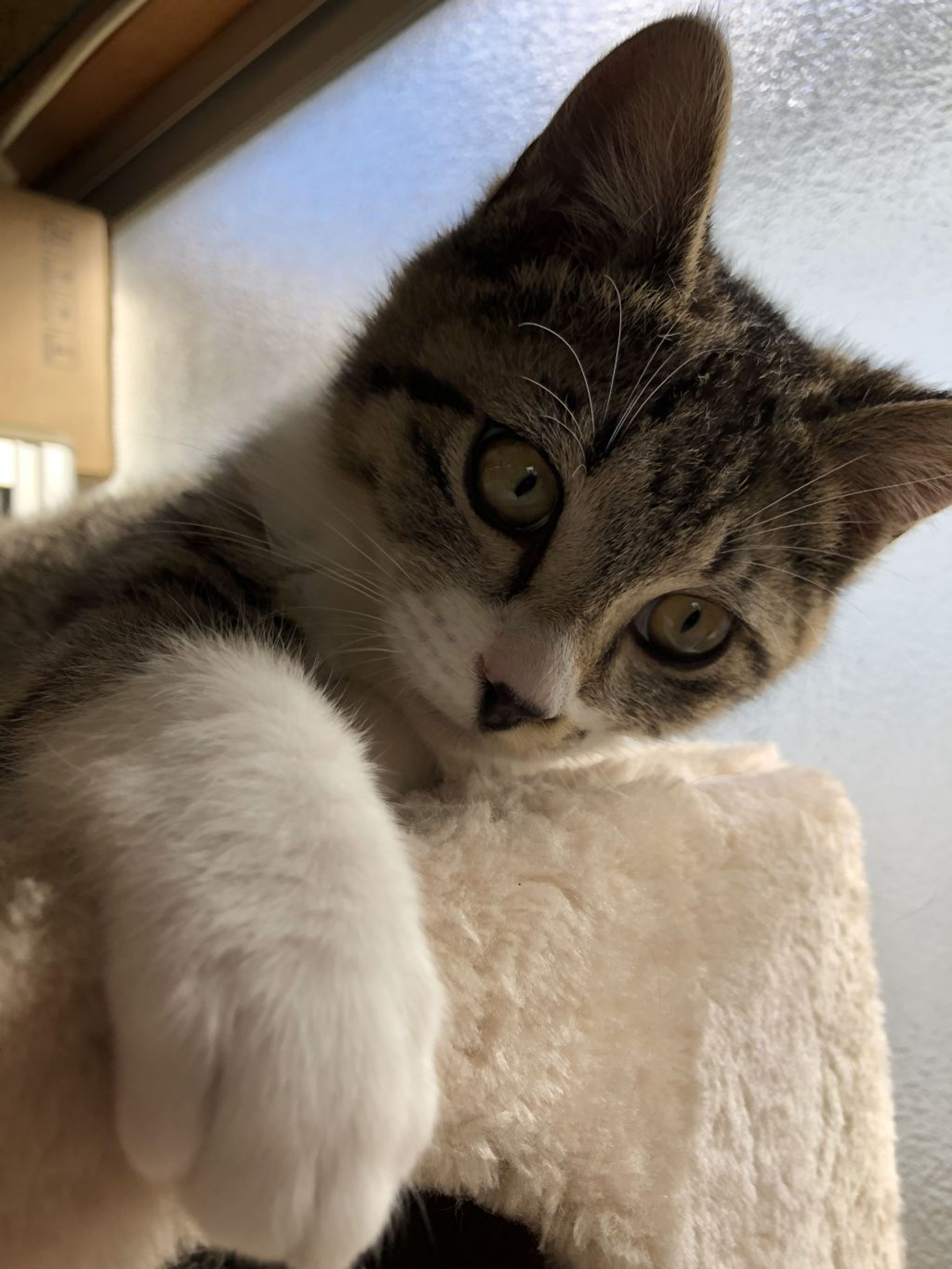 pet-image-2