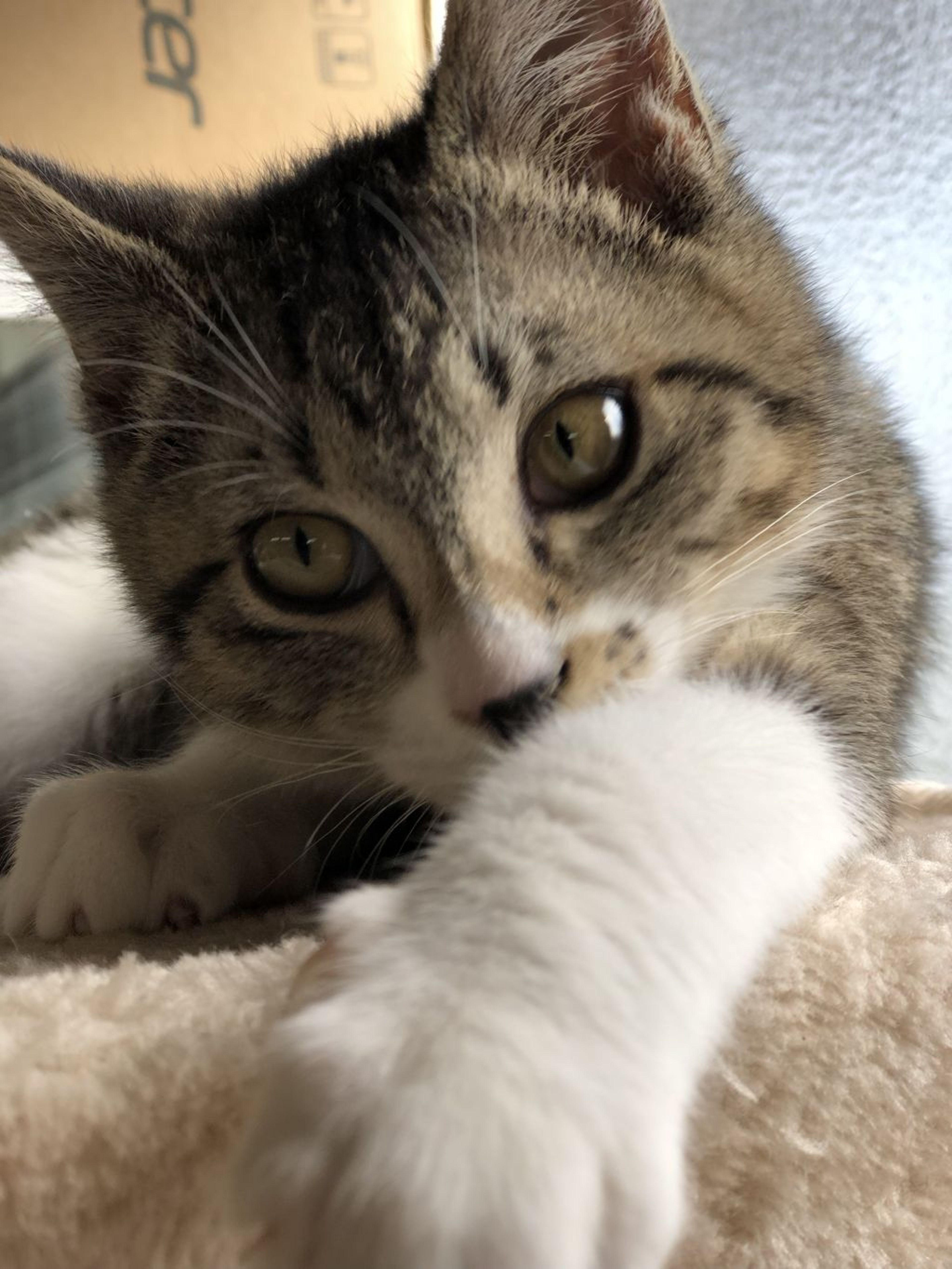 pet-image-3
