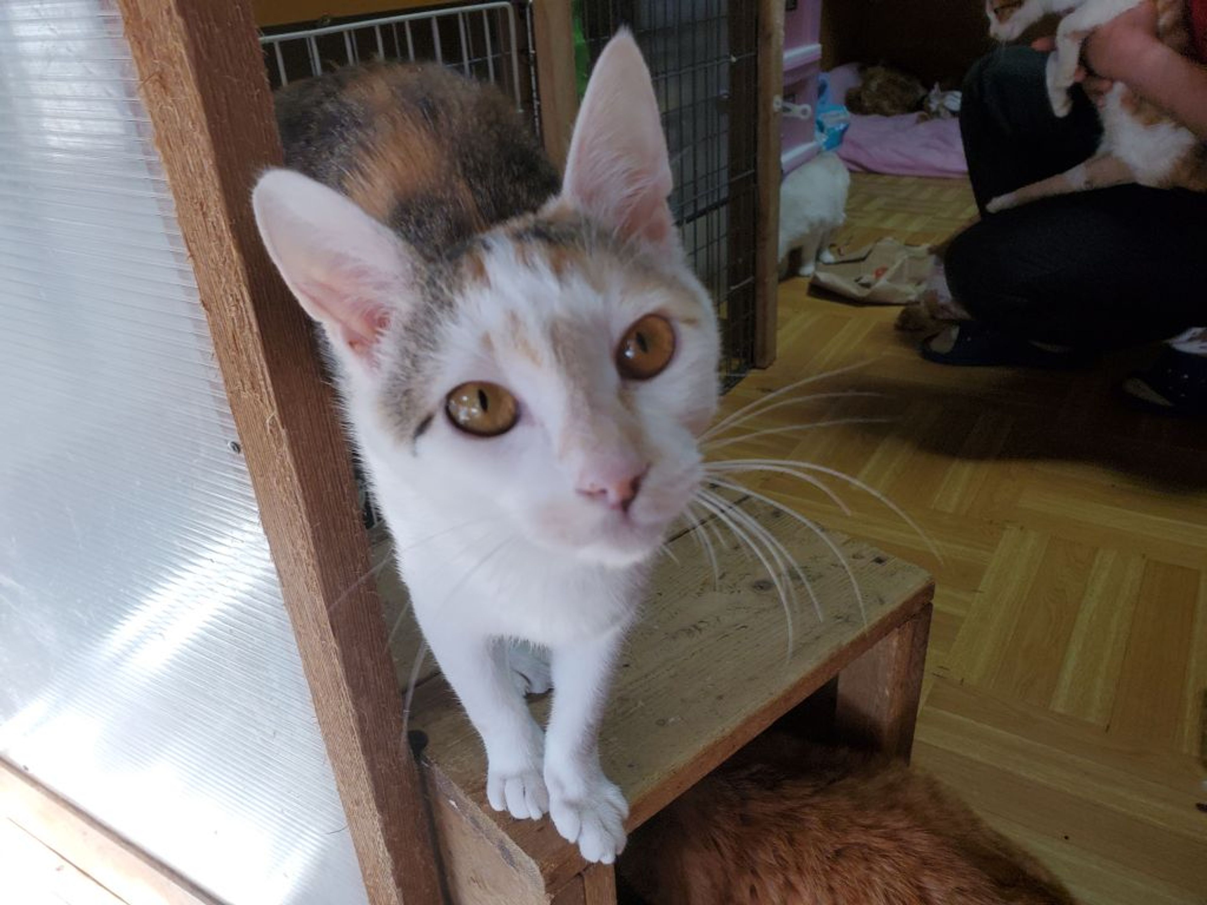 雑種（ミックス猫）・メスの里親募集の写真