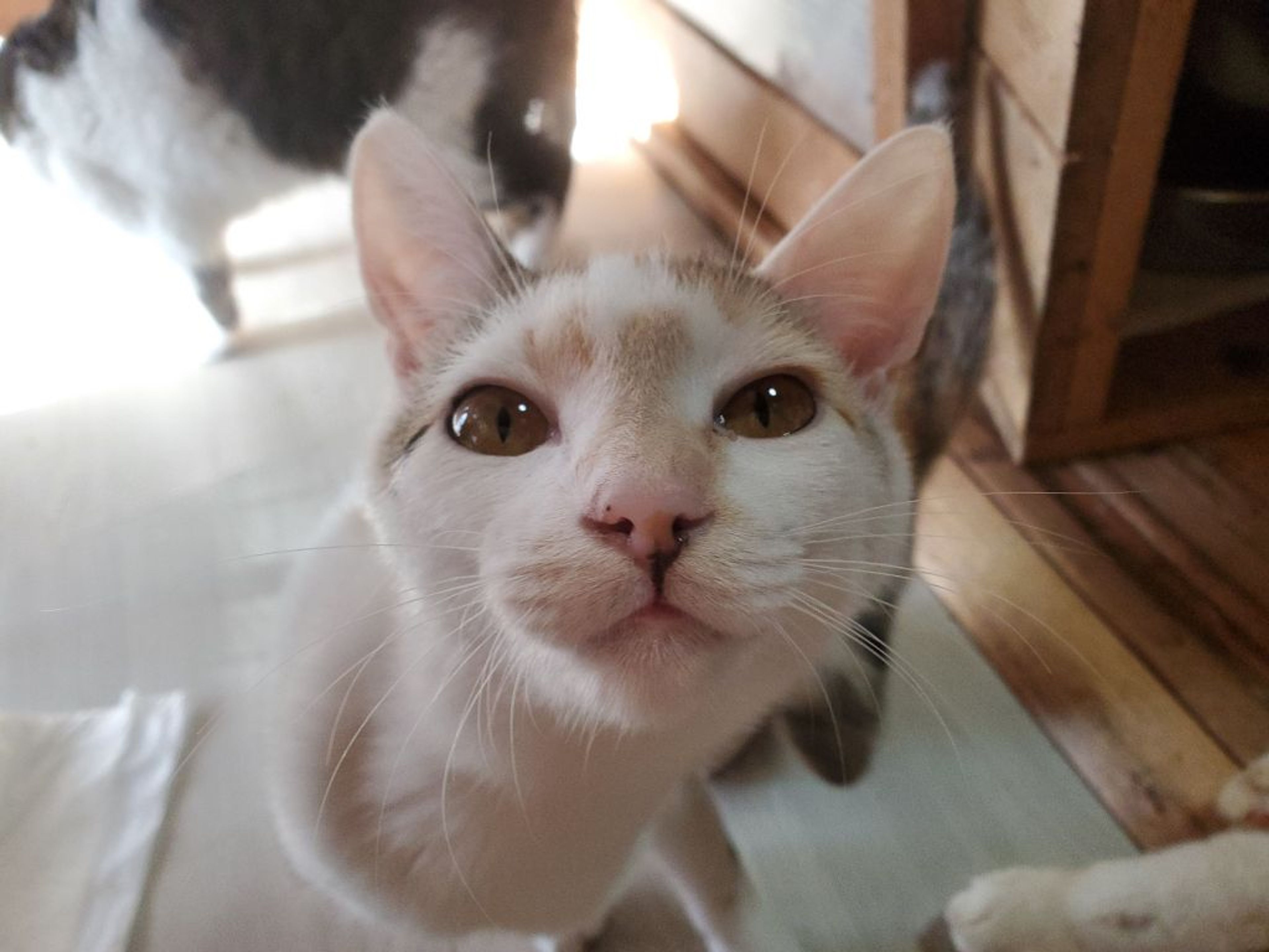 pet-image-3
