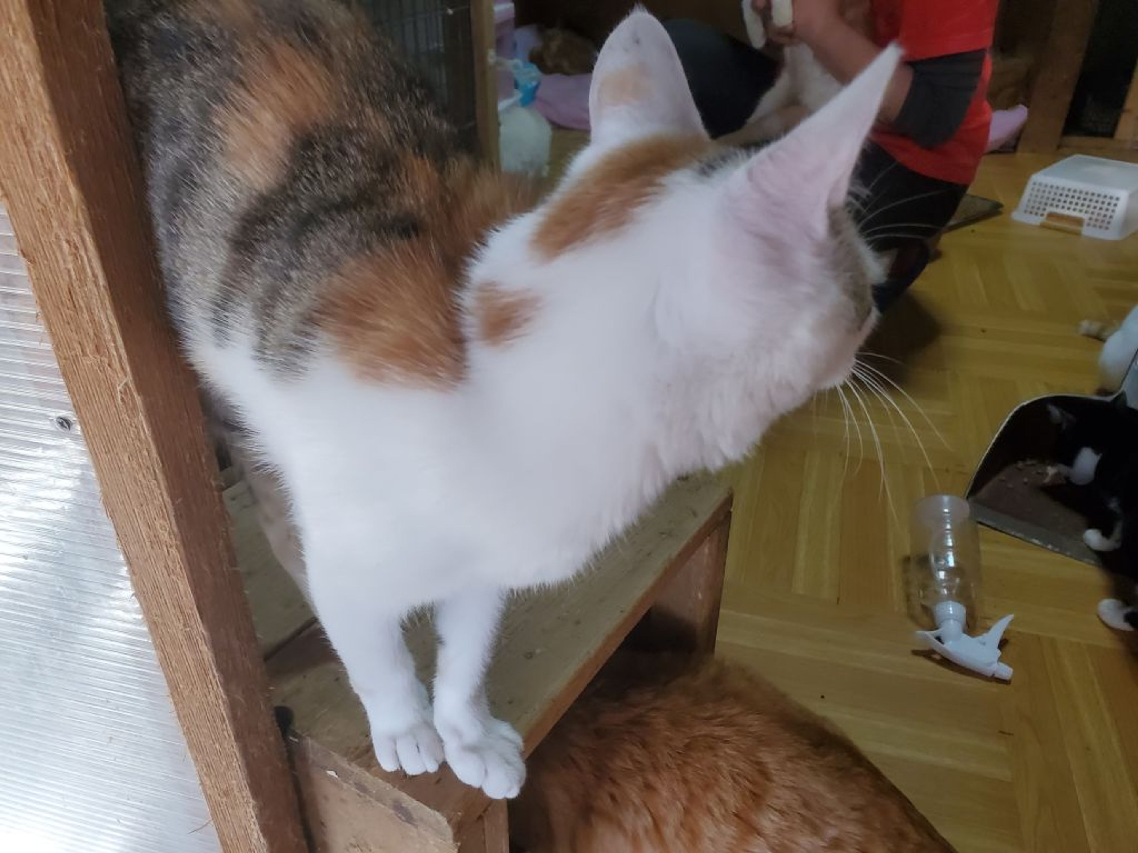 pet-image-4