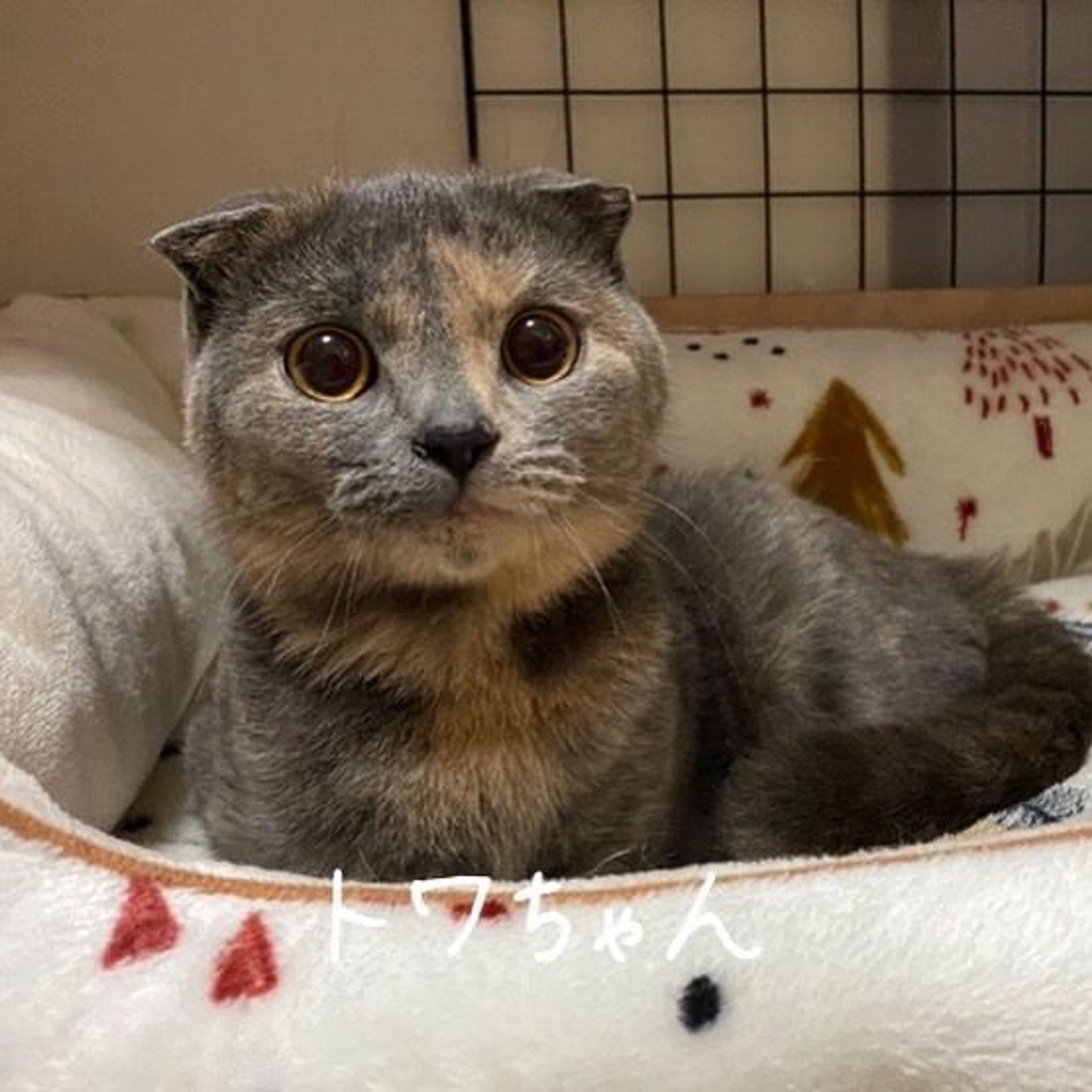 スコティッシュフォールド・メスの里親募集の写真